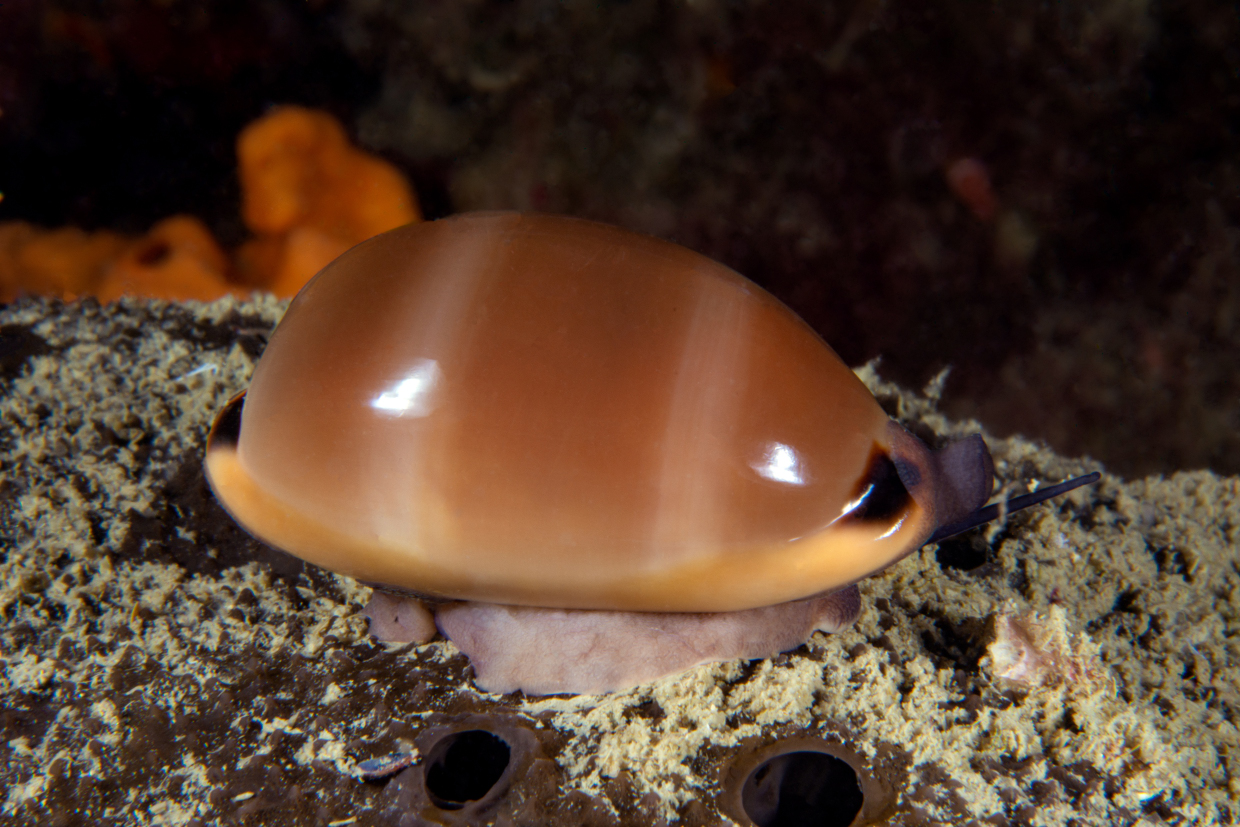 ciprea
