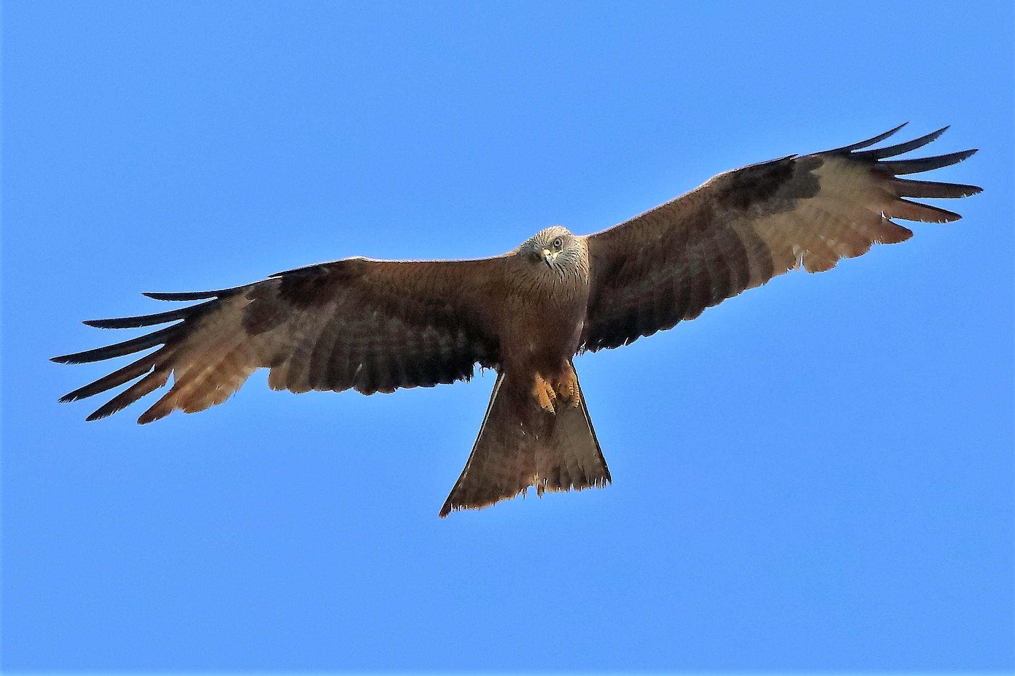 Nibbio bruno 19-06-2022