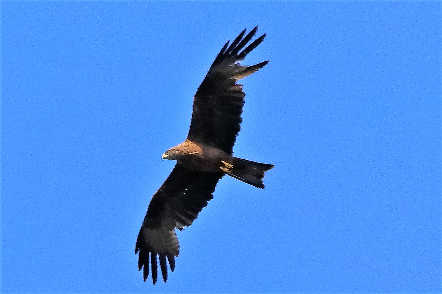 Nibbio bruno 20-06-2022