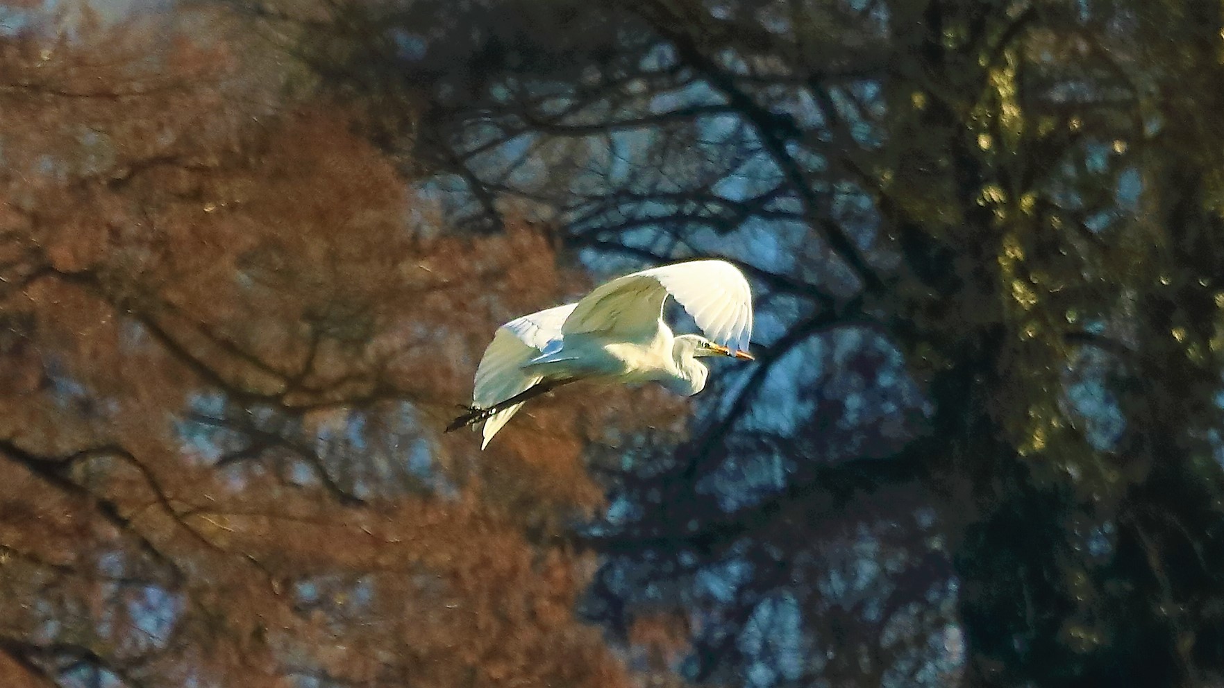 Airone BM 15 gen 2022 -- 185