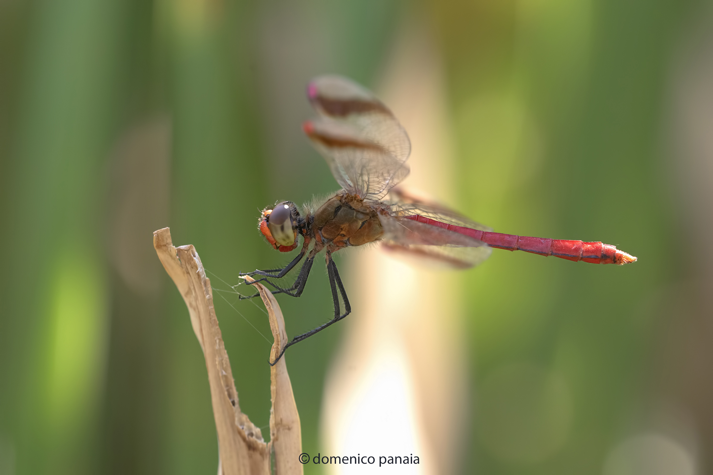 sympetrum pedemontanum