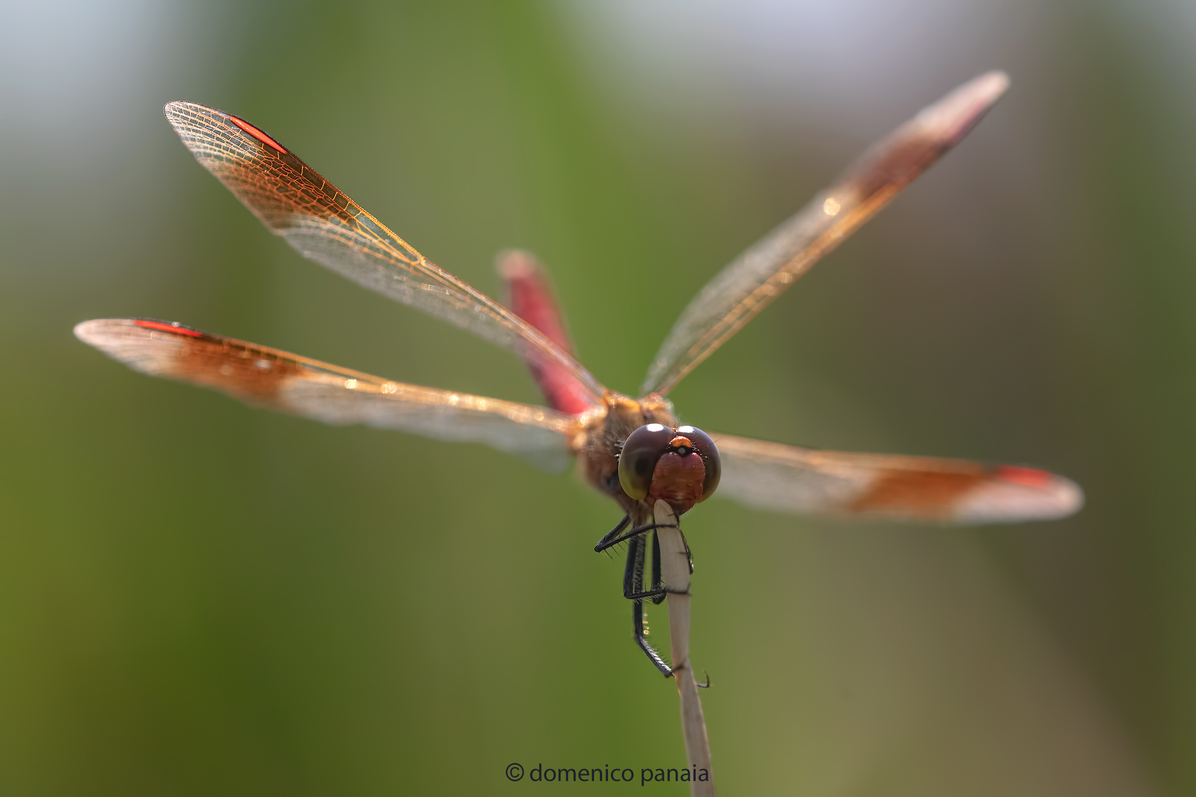 sympetrum pedemontanum