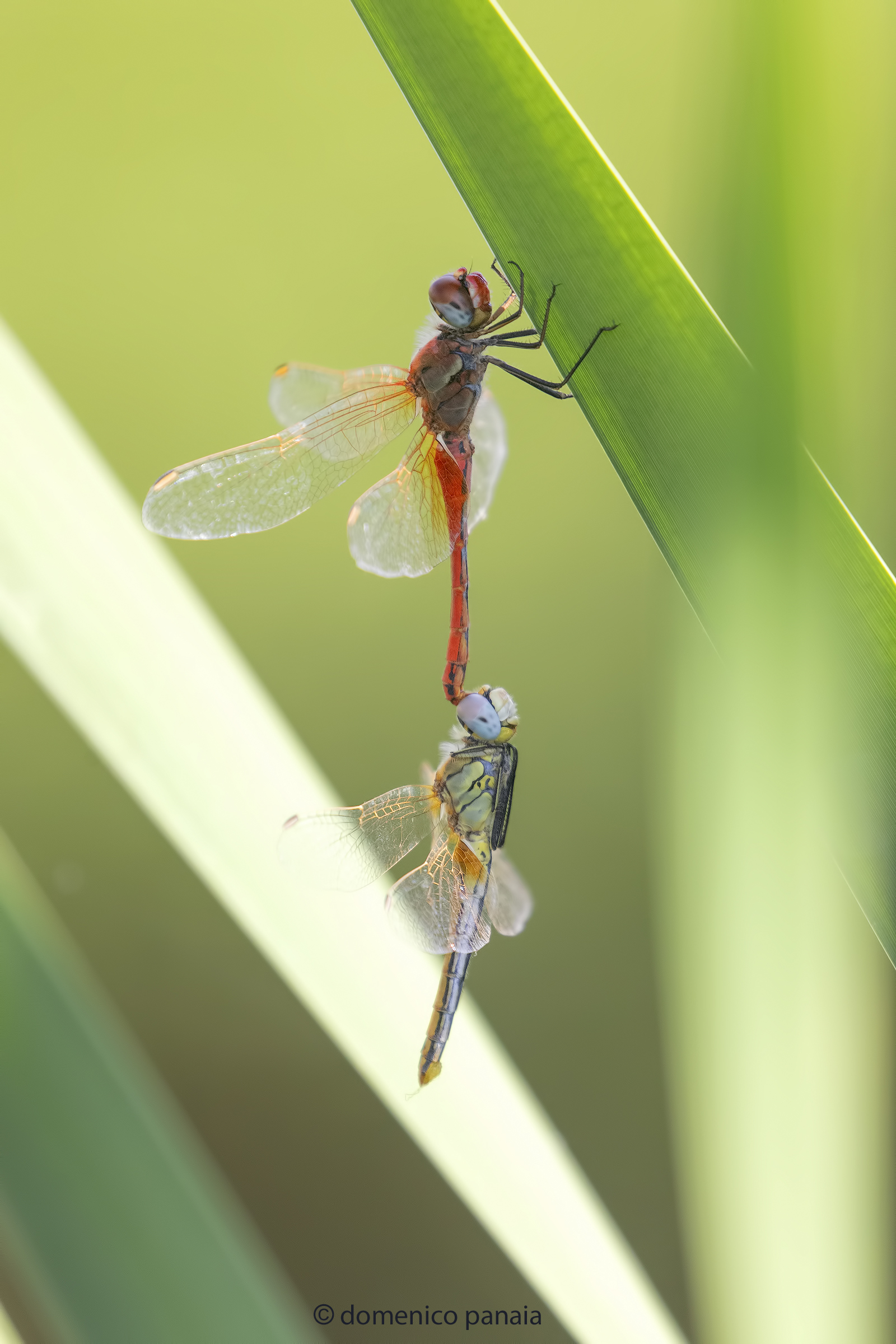 sympetrum fonscolombii
