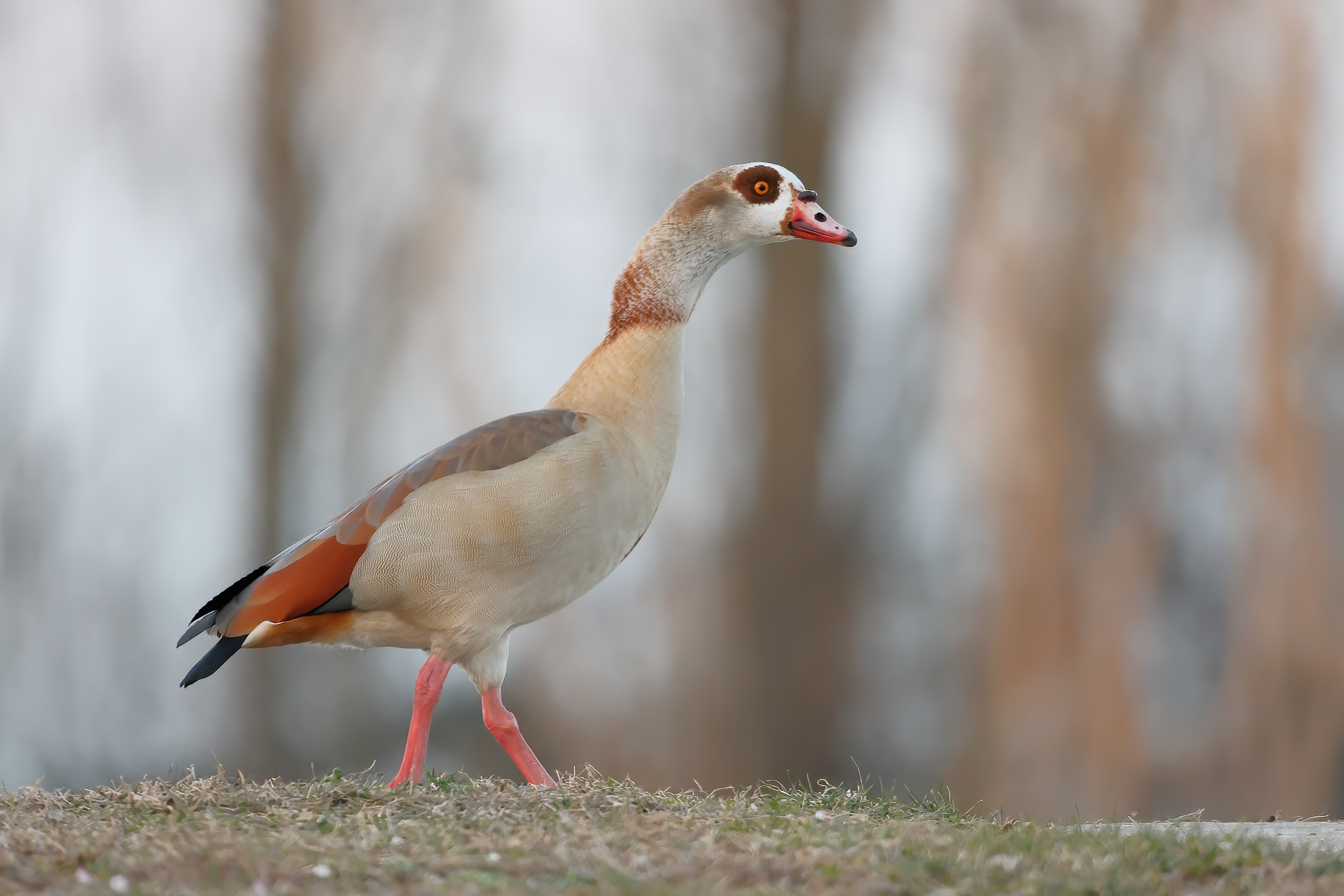 Wild Egyptian goose