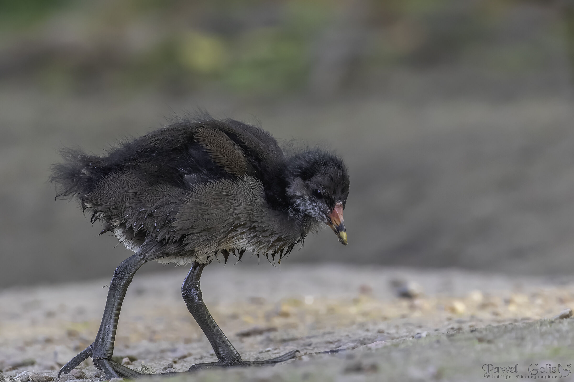 Common Moorhen (Gallinula chloropus)