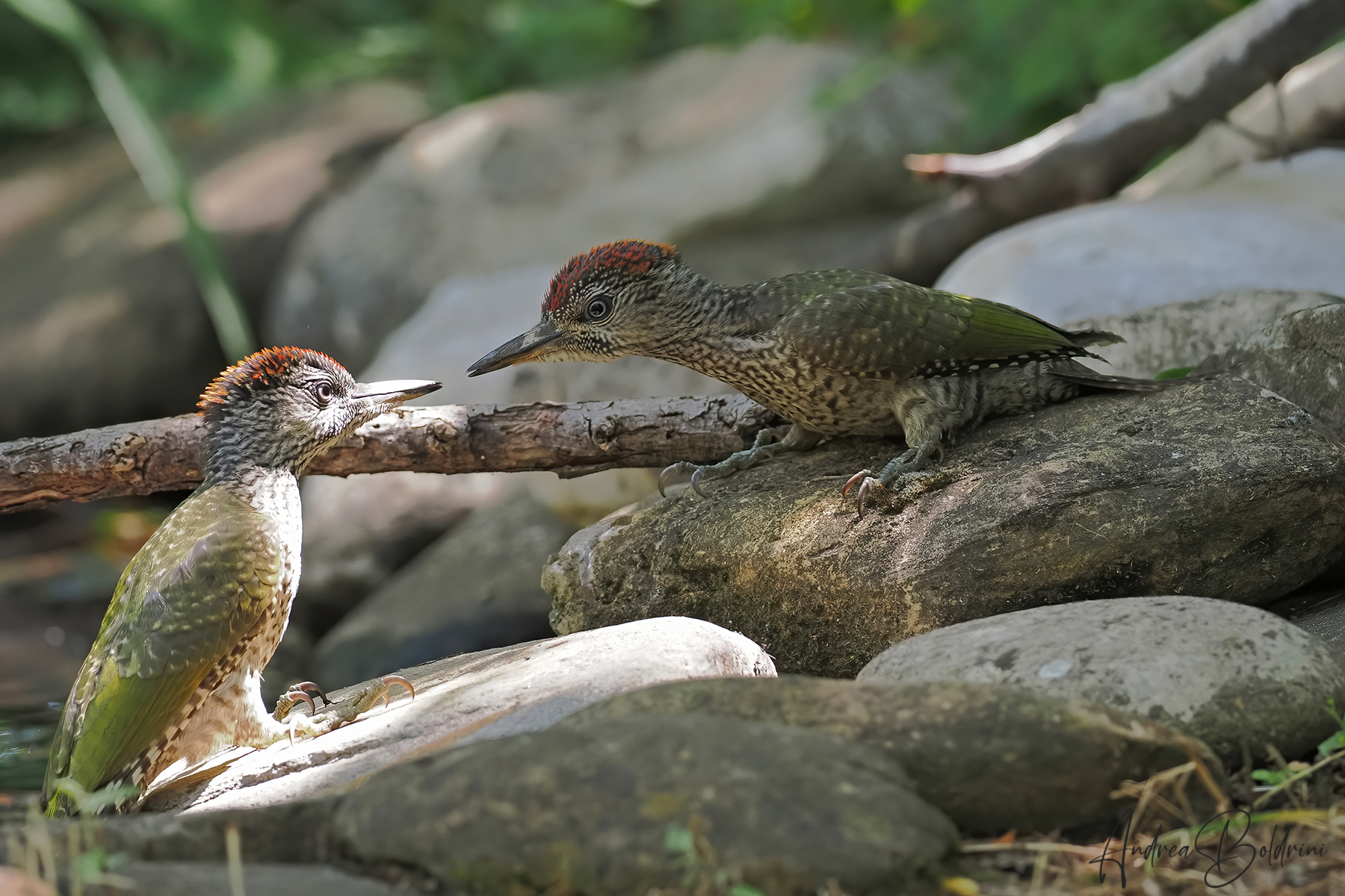 Comparison between young people