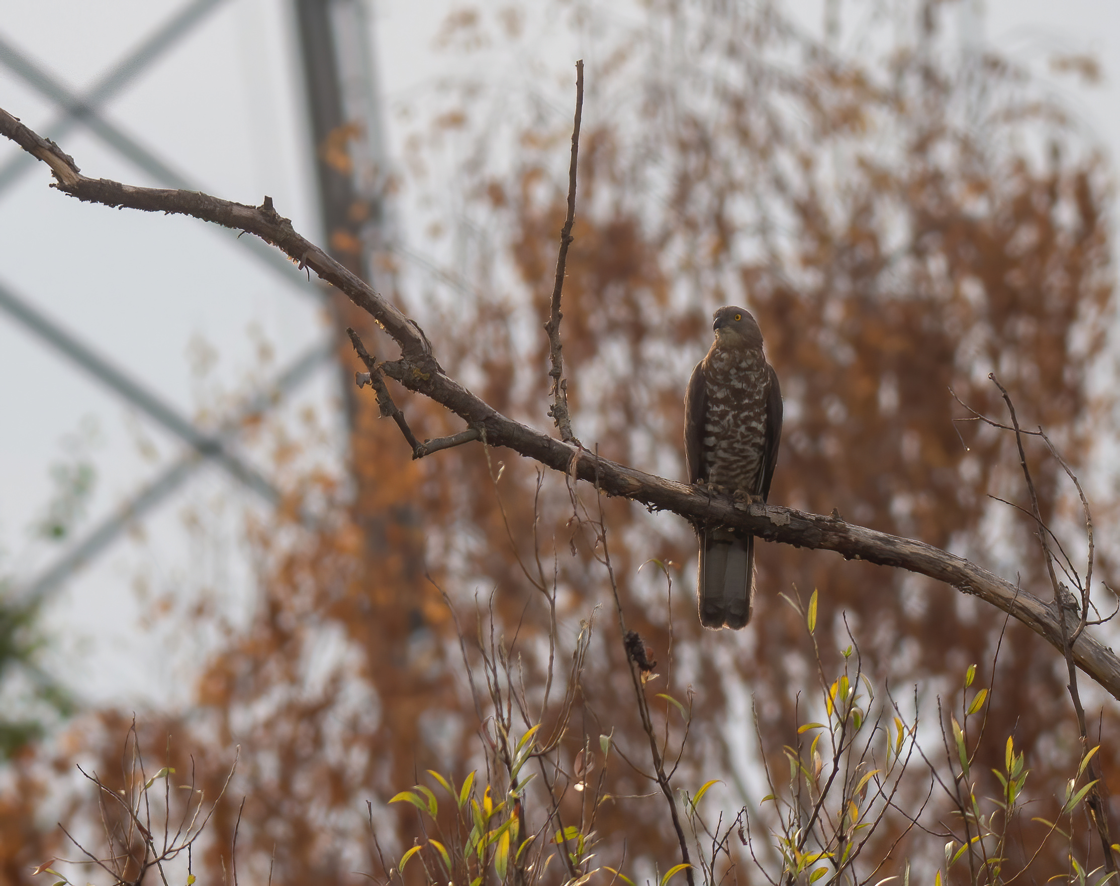The Honey Buzzard