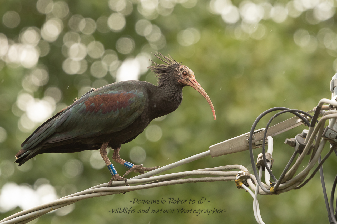 Northern Bald Ibis