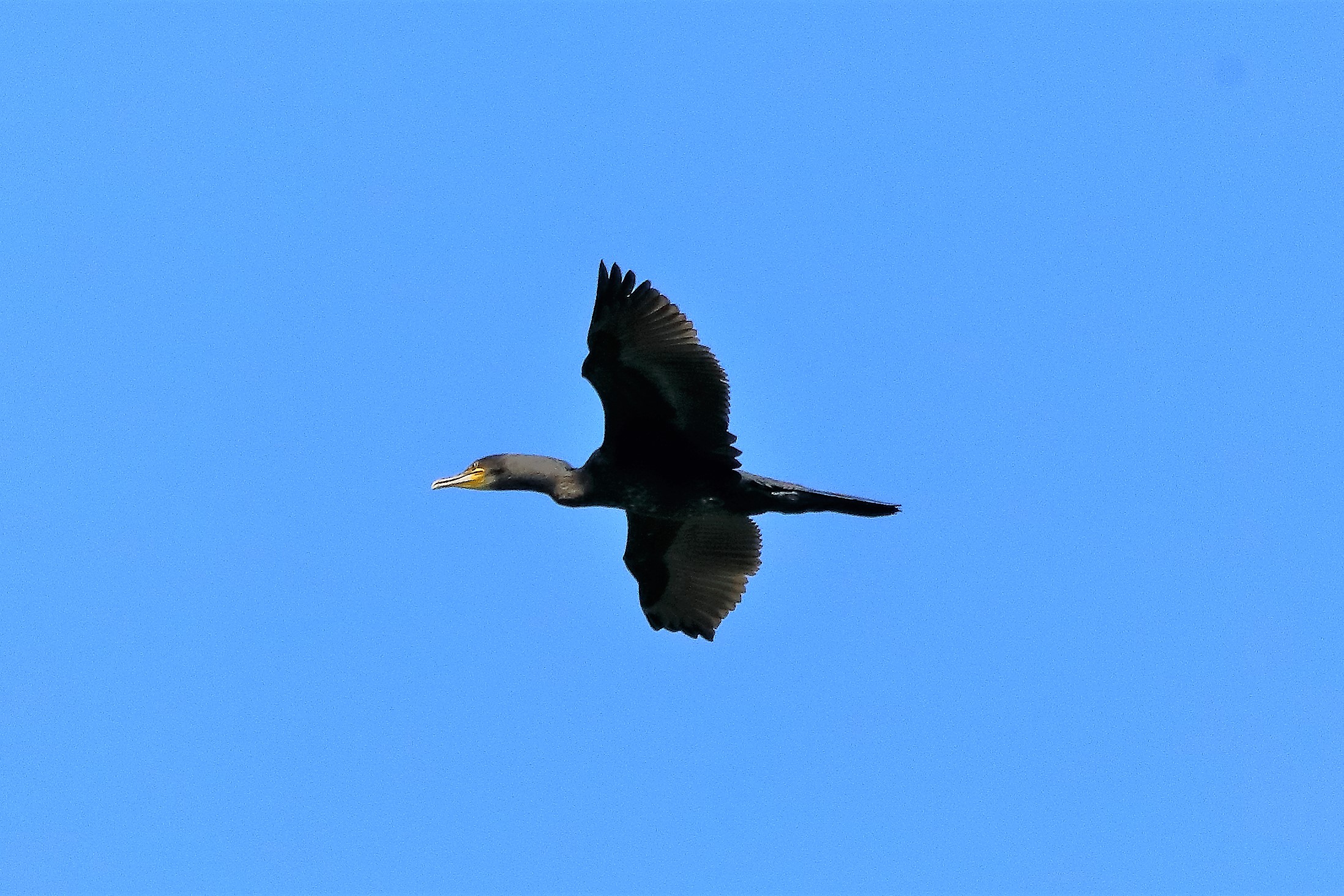cormorano 29-06-2022