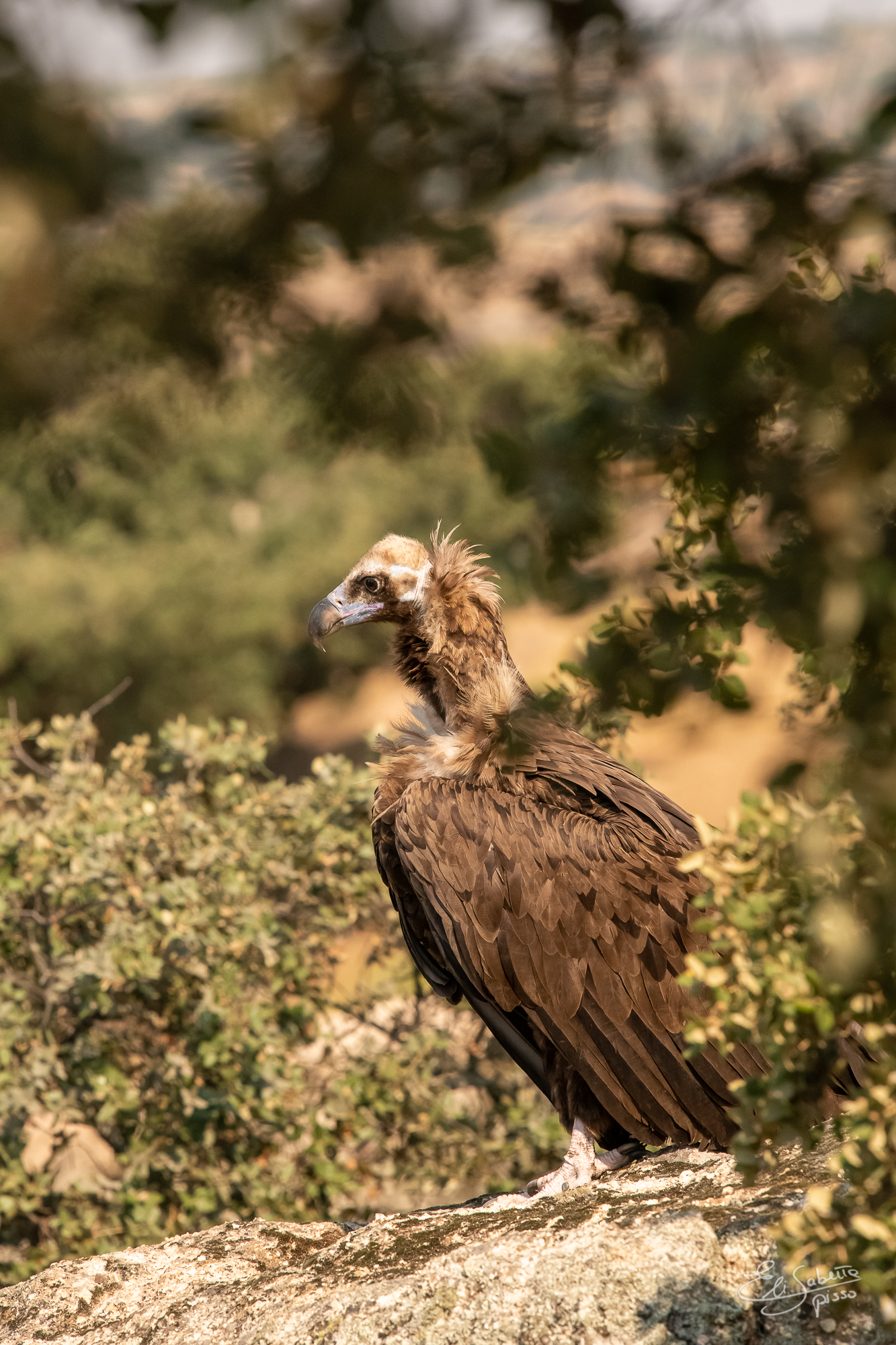 Vulture Monaco