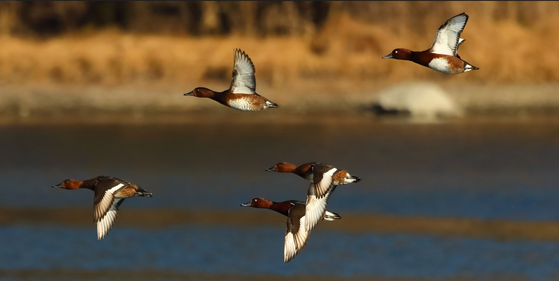 moretta tabaccata 15-01-2022