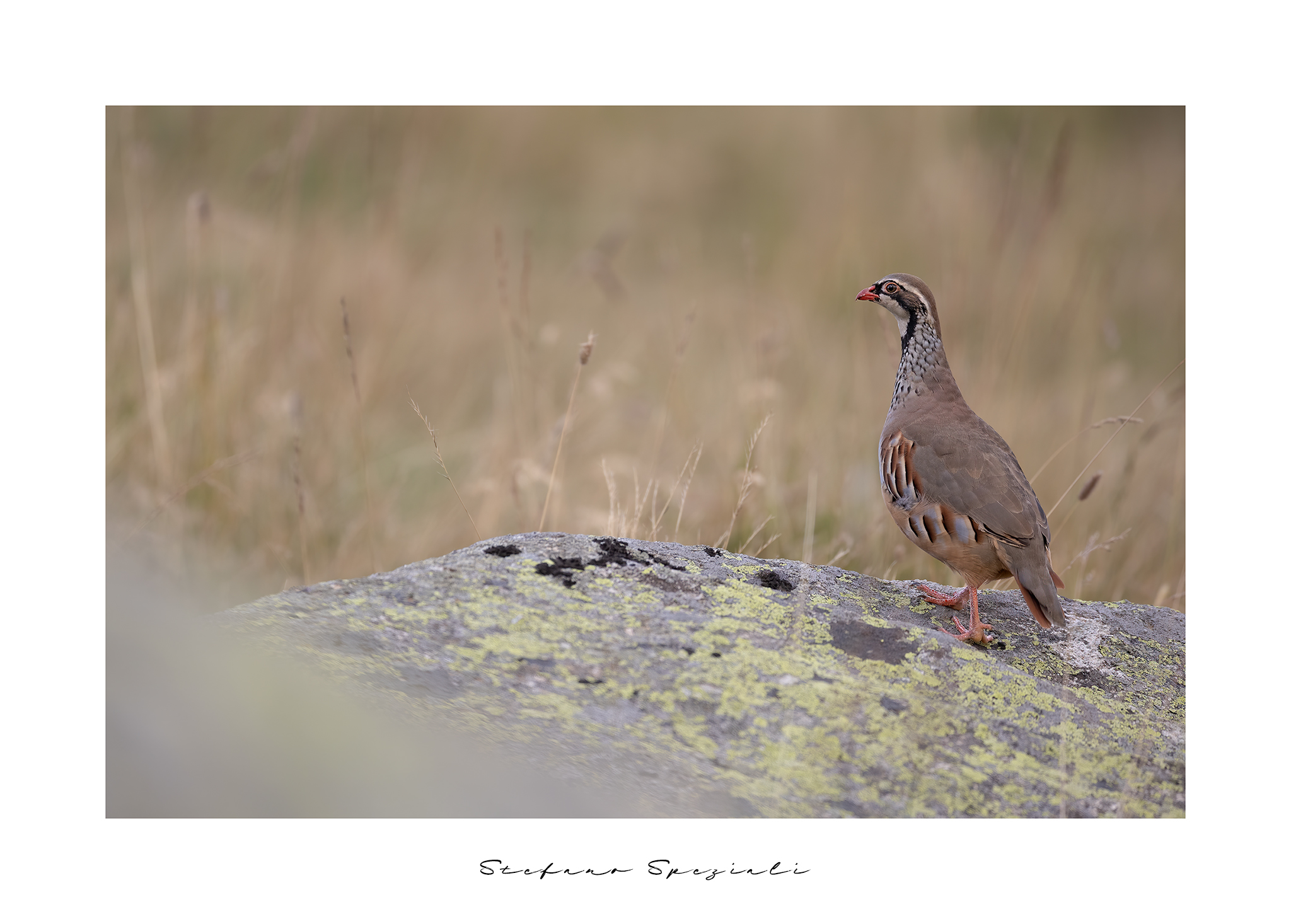 Red partridge - Alectoris rufa