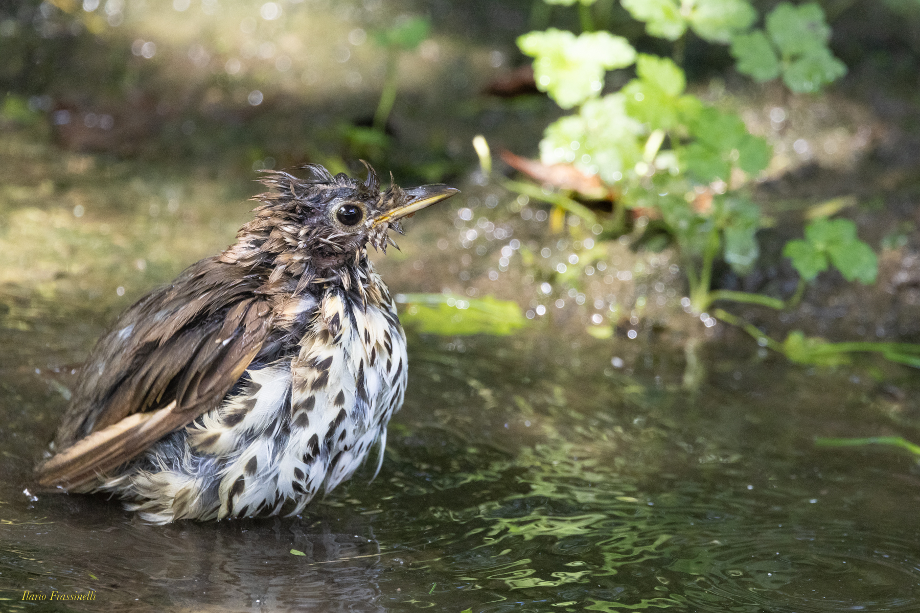 Primi bagnetti del giovane tordo bottaccio