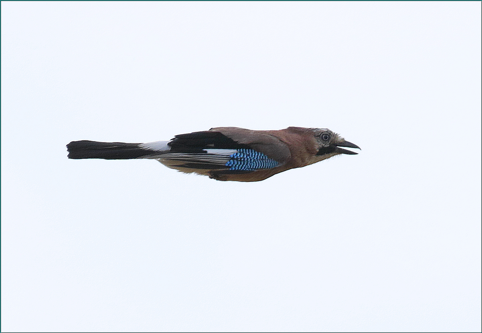 ,, perfect horizontal flight of the Jay ,,