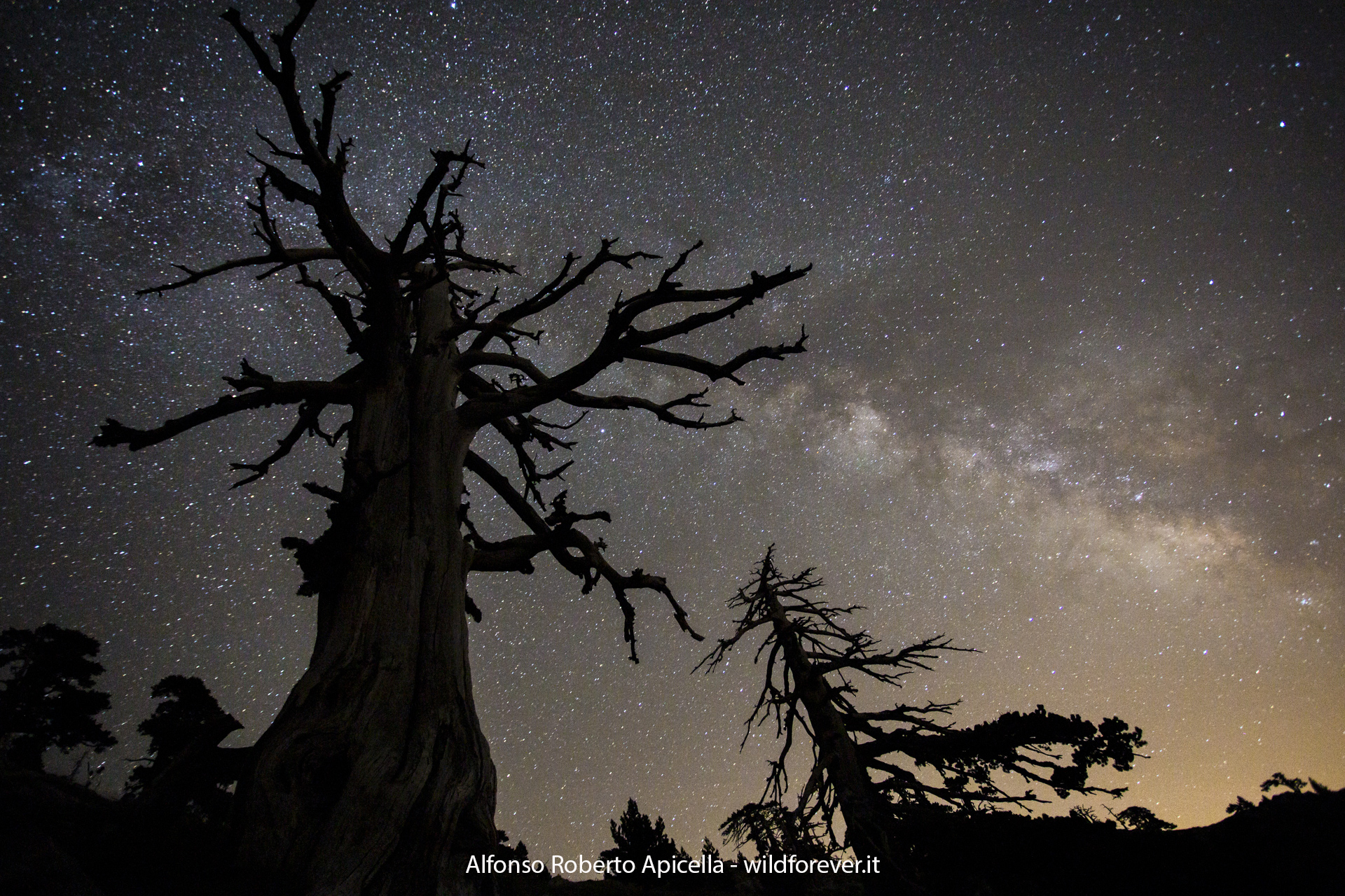 Pini Loricati - Pollino National Park