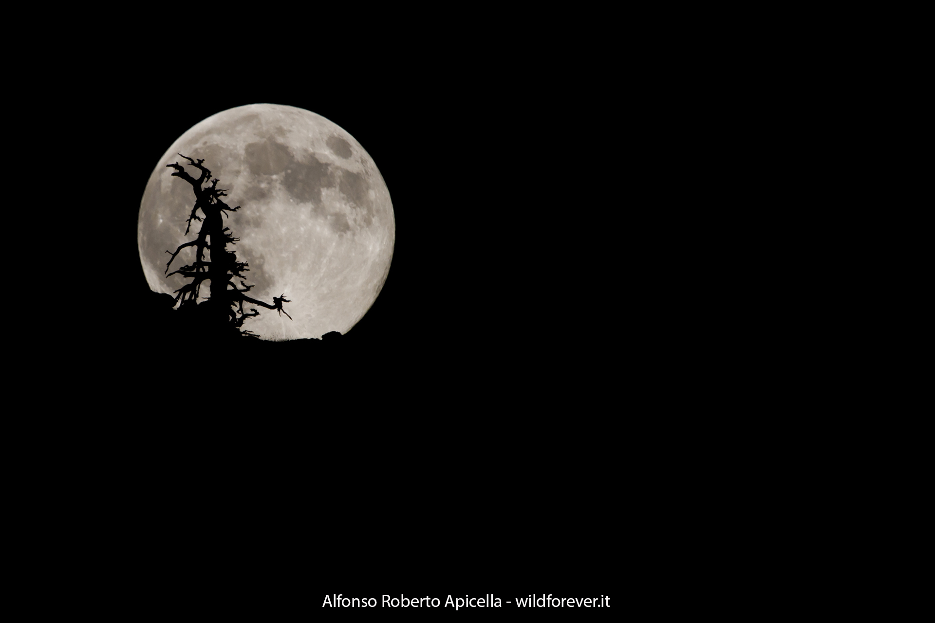 Pino Loricato and Super Luna-Pollino National Park