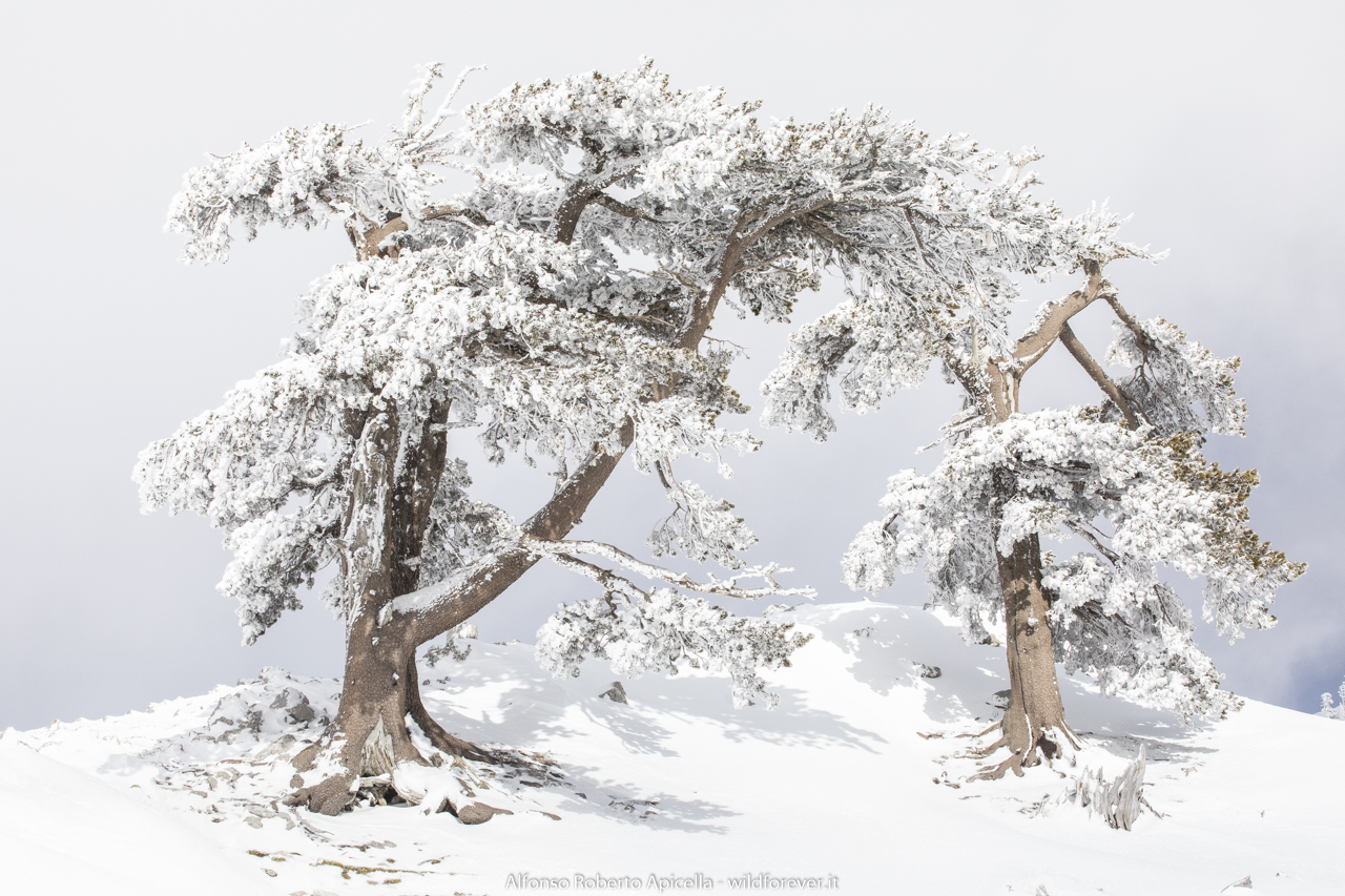 Pini Loricati - Pollino National Park