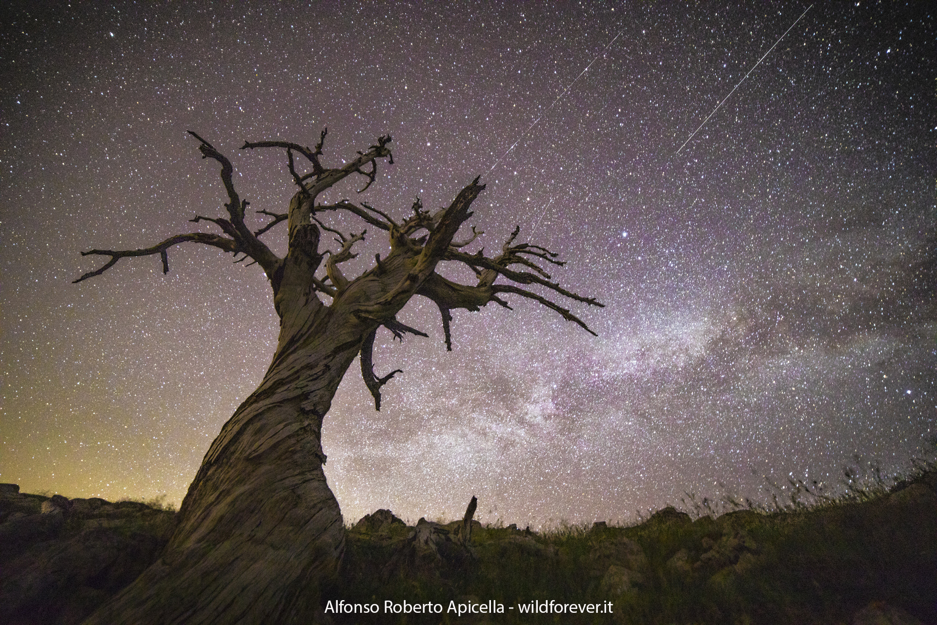 Pini Loricati and stars - Pollino National Park
