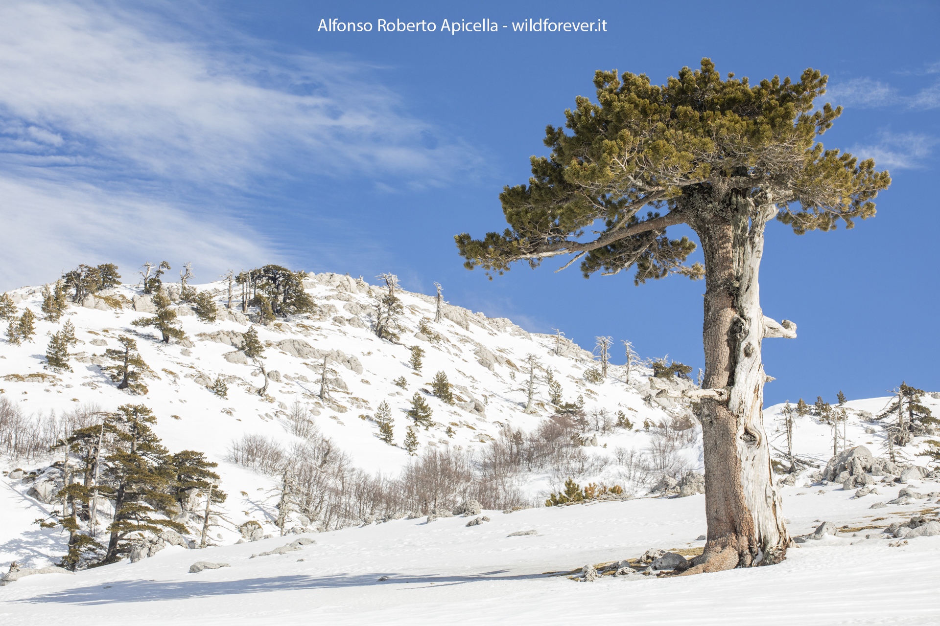 Pini Loricati - Pollino National Park
