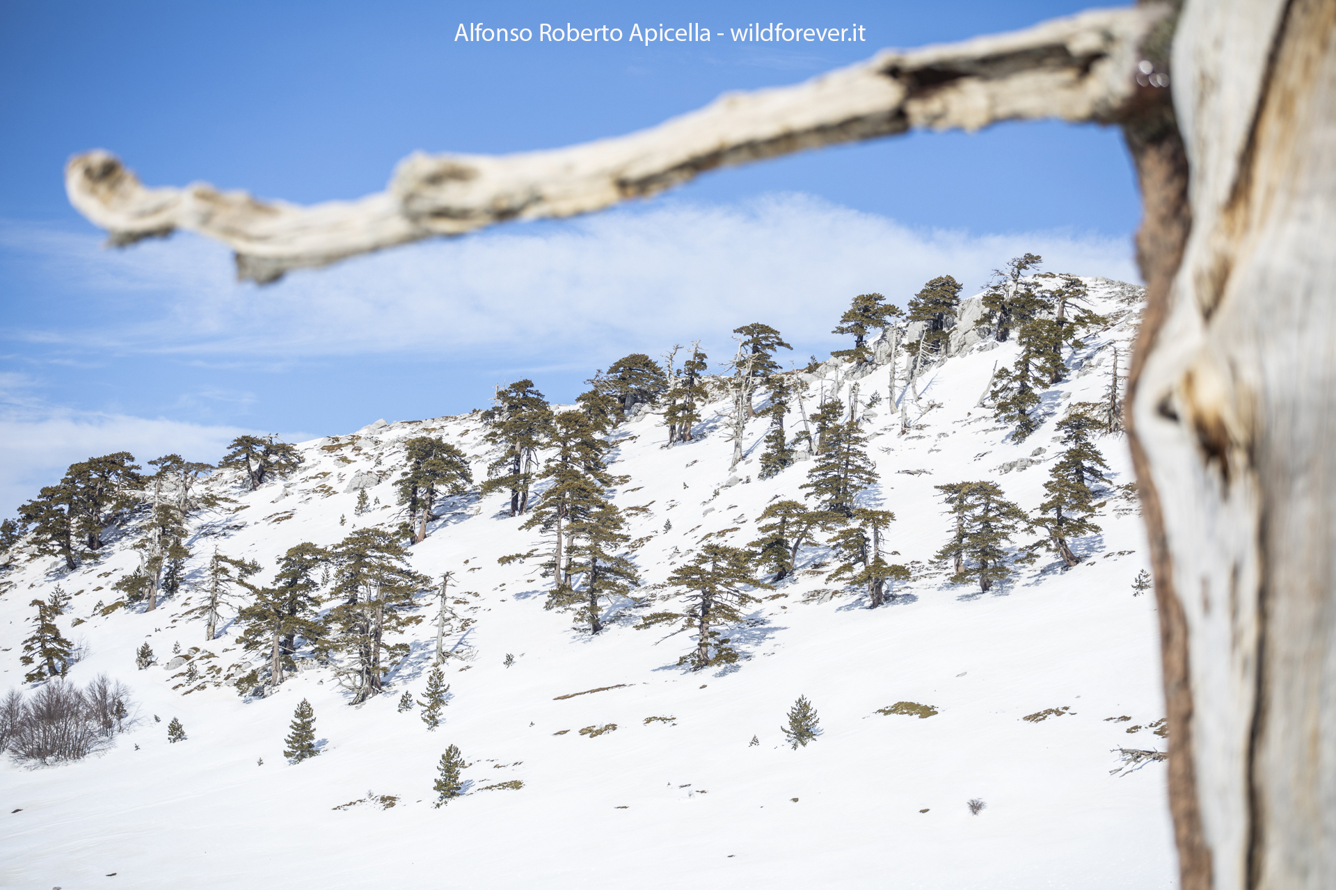 Pini Loricati - Pollino National Park