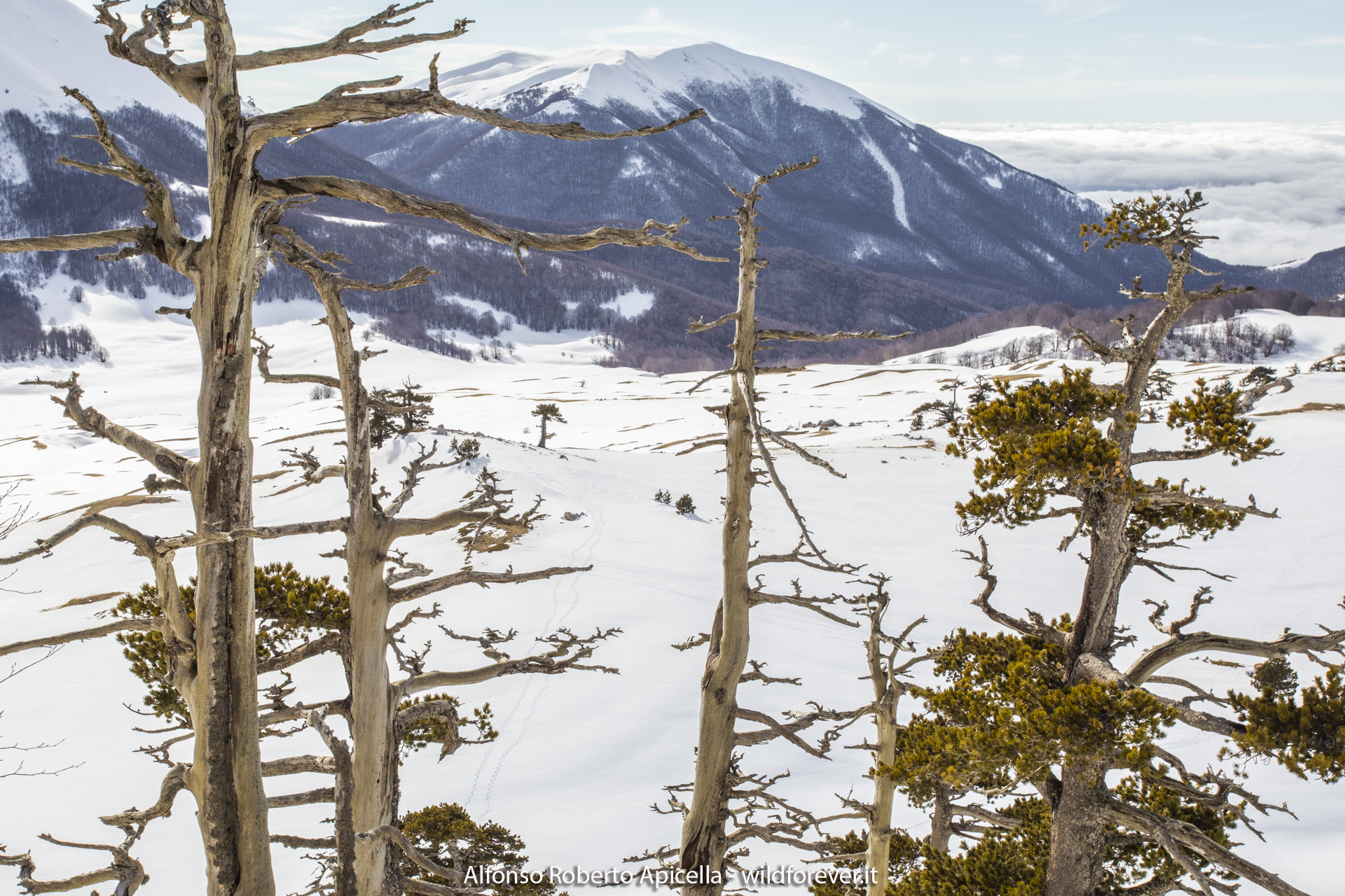 Pini Loricati - Pollino National Park