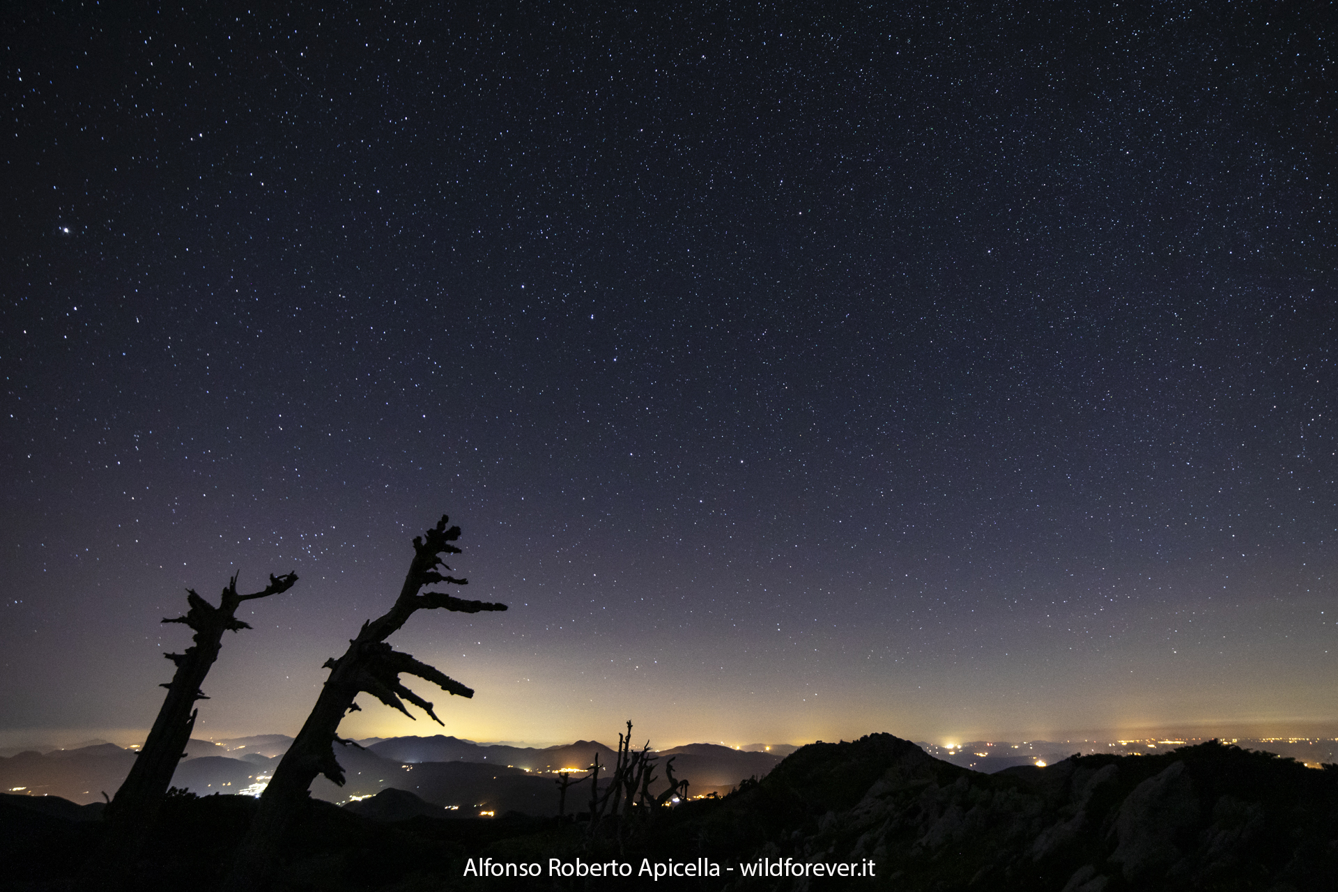 Pini Loricati - Pollino National Park
