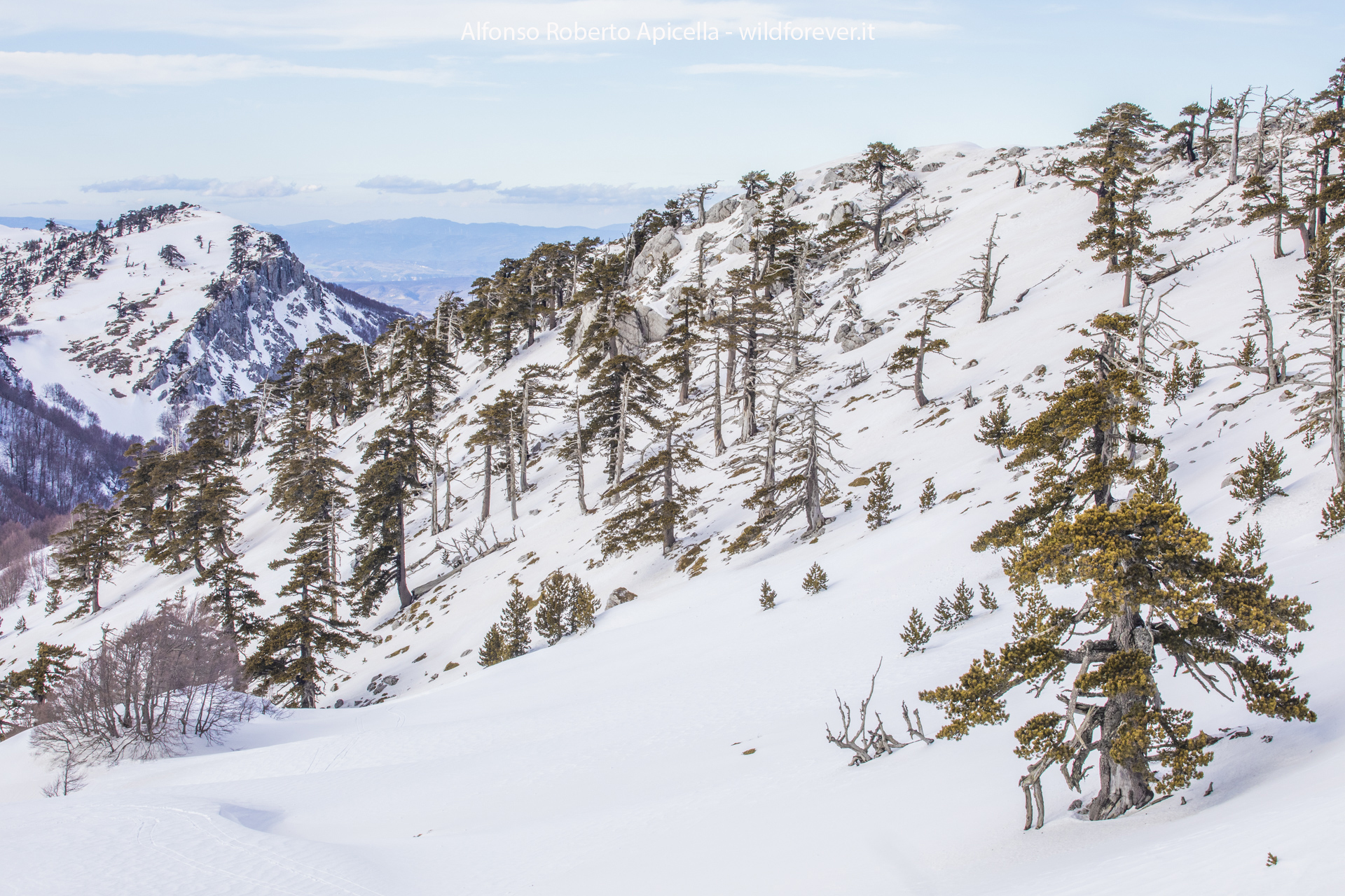Pini Loricati - Pollino National Park