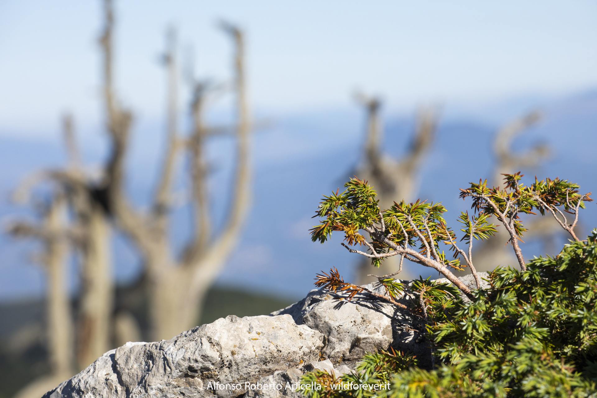 Pini Loricati - Pollino National Park