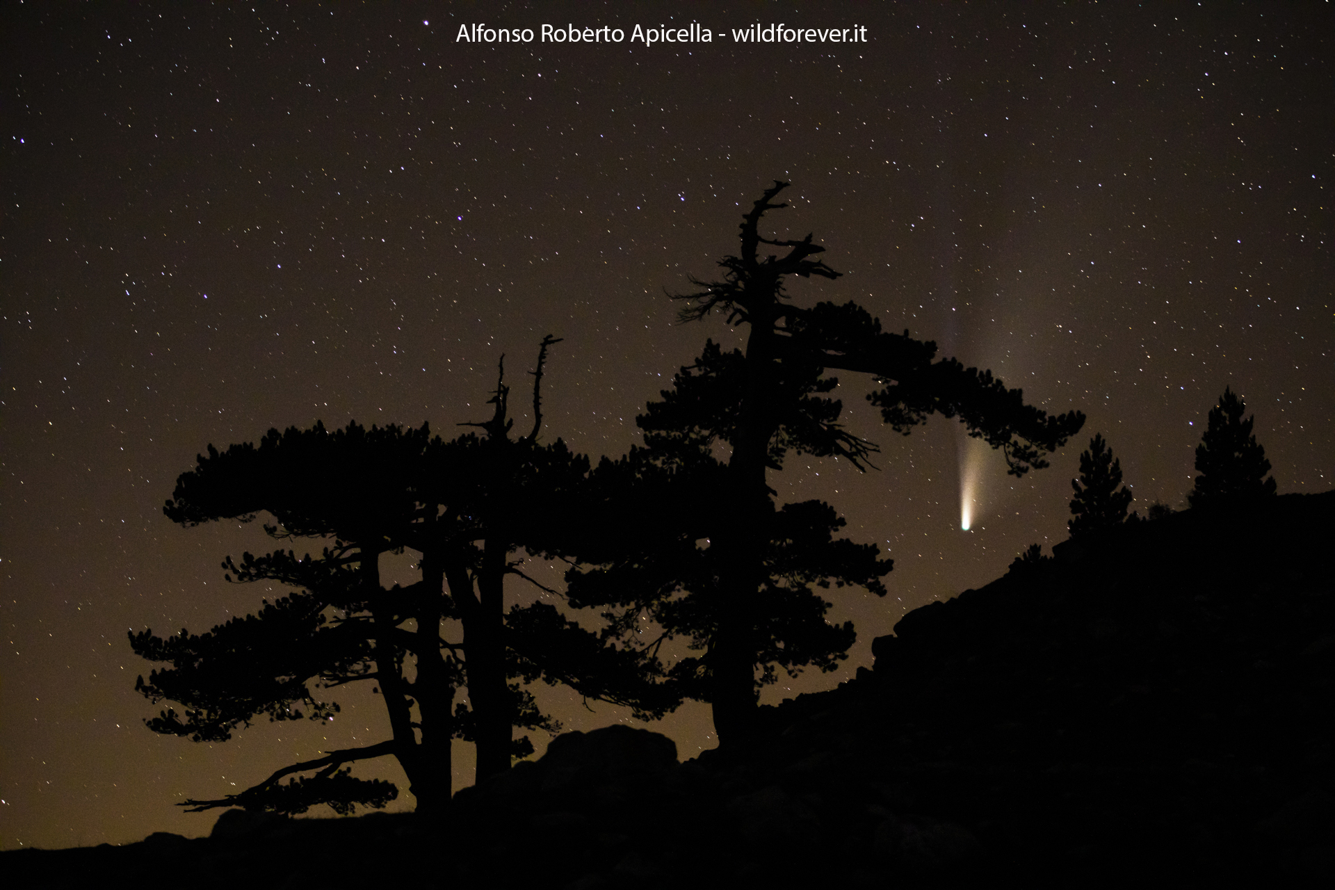 Pini Loricati and Neowise - Pollino National Park