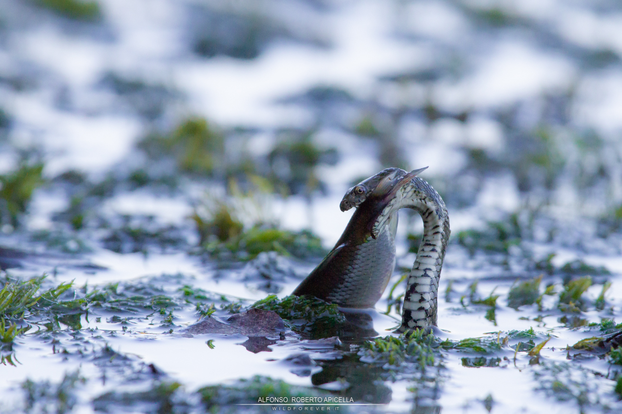 Snake with prey - Sele River