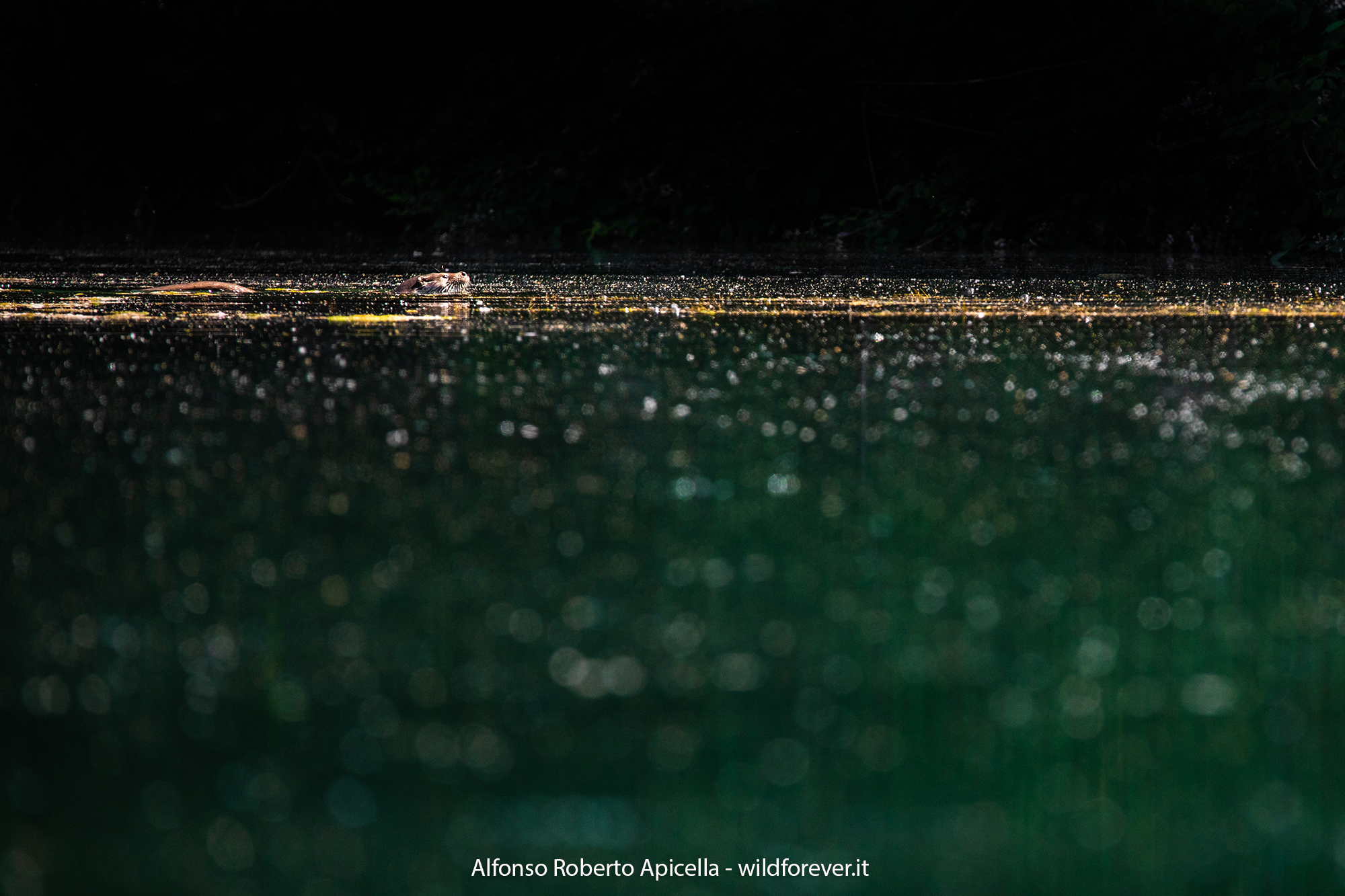 Otter - Sele River - Salerno