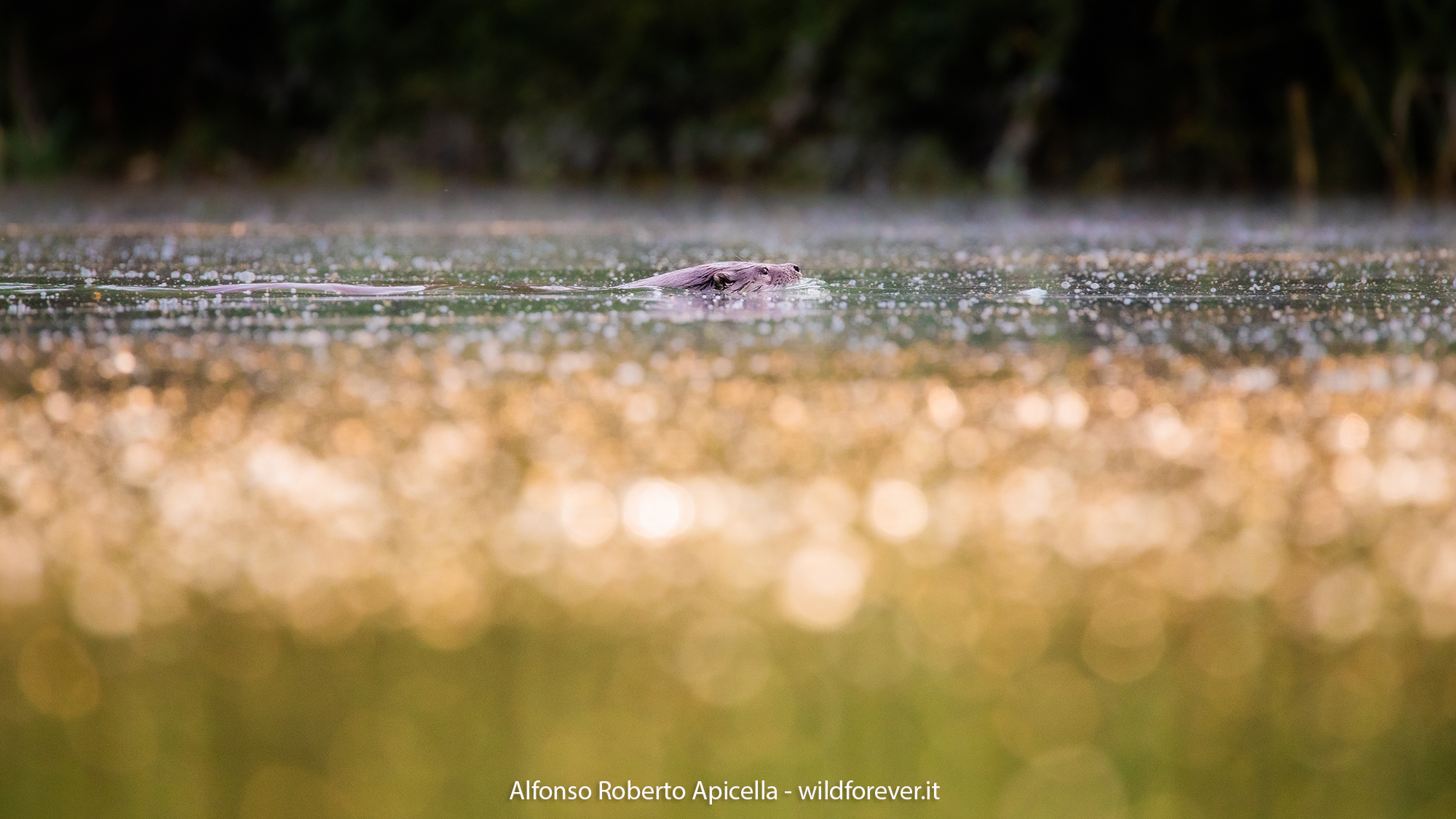Otter - Sele River - Salerno