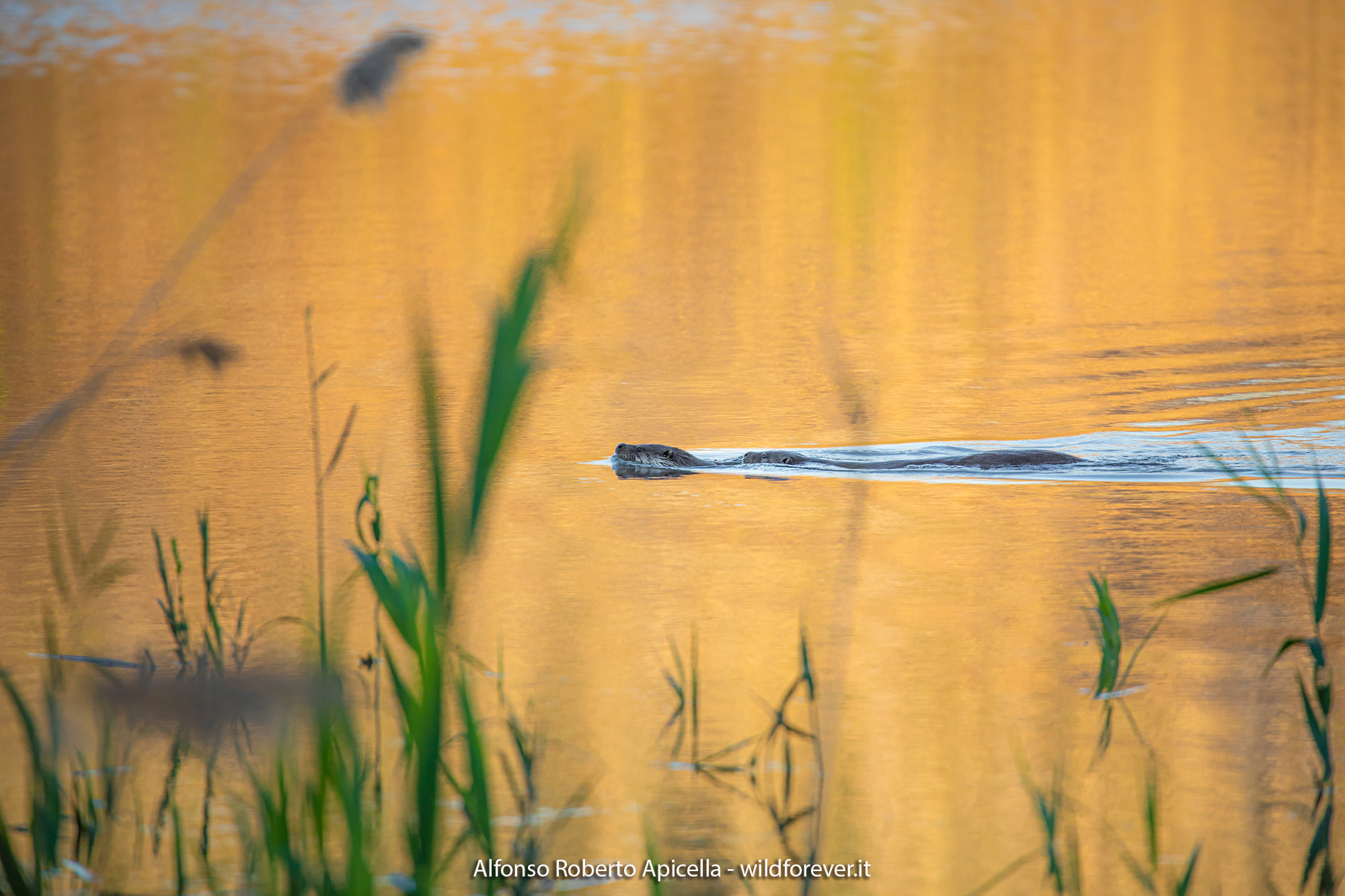 Otters - Sele River - Campania