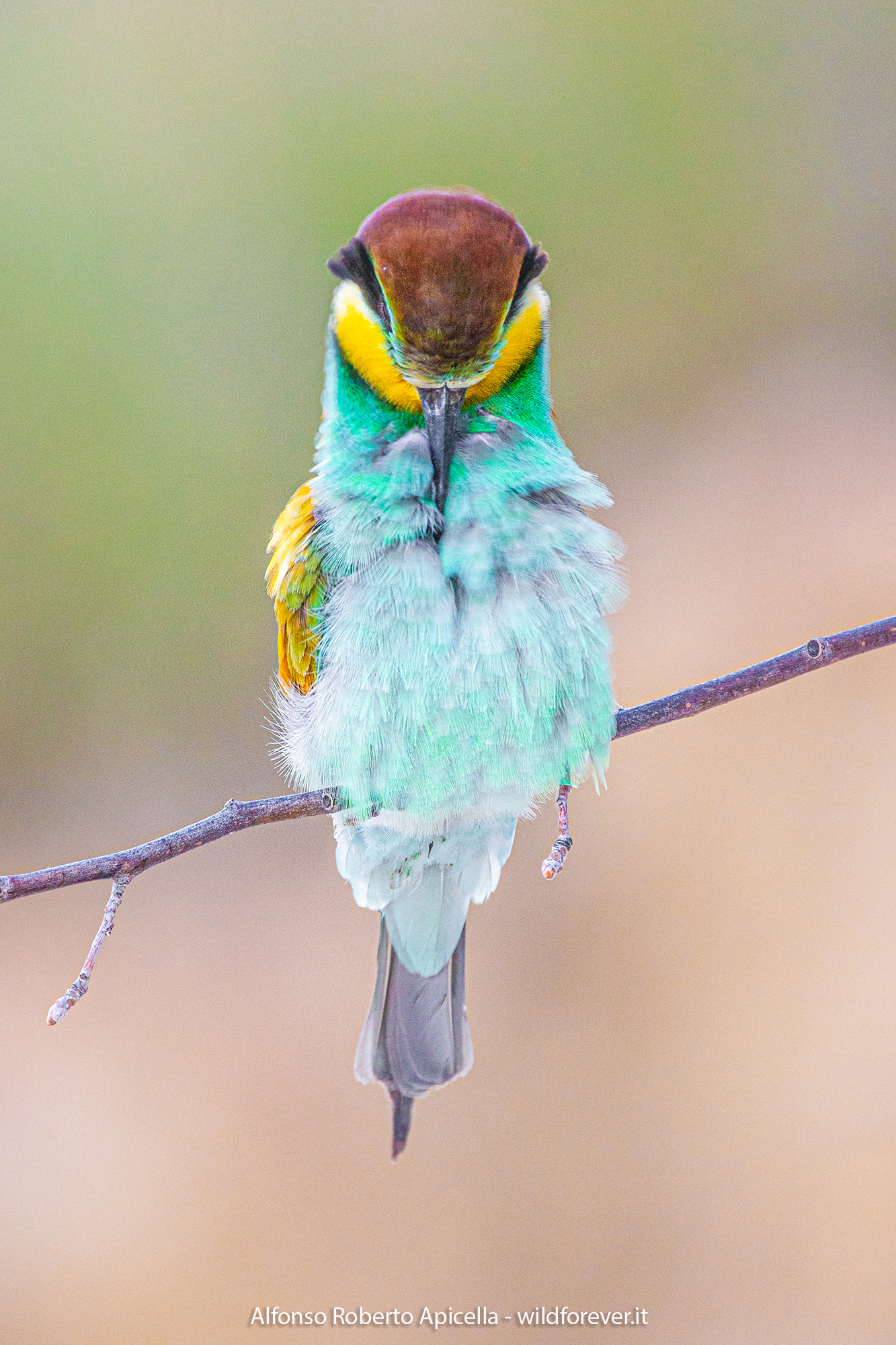 Merops apiaster