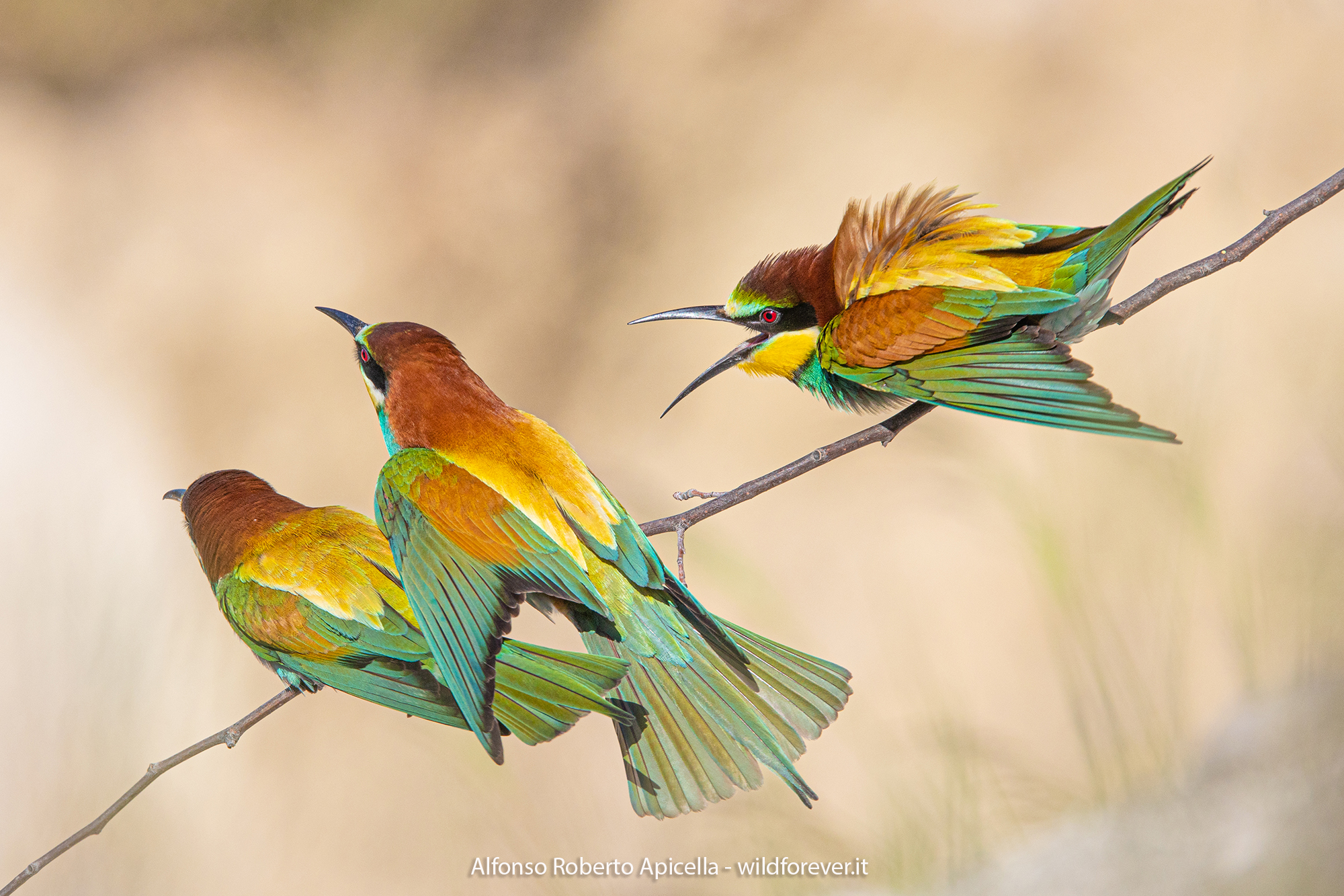 Merops apiaster