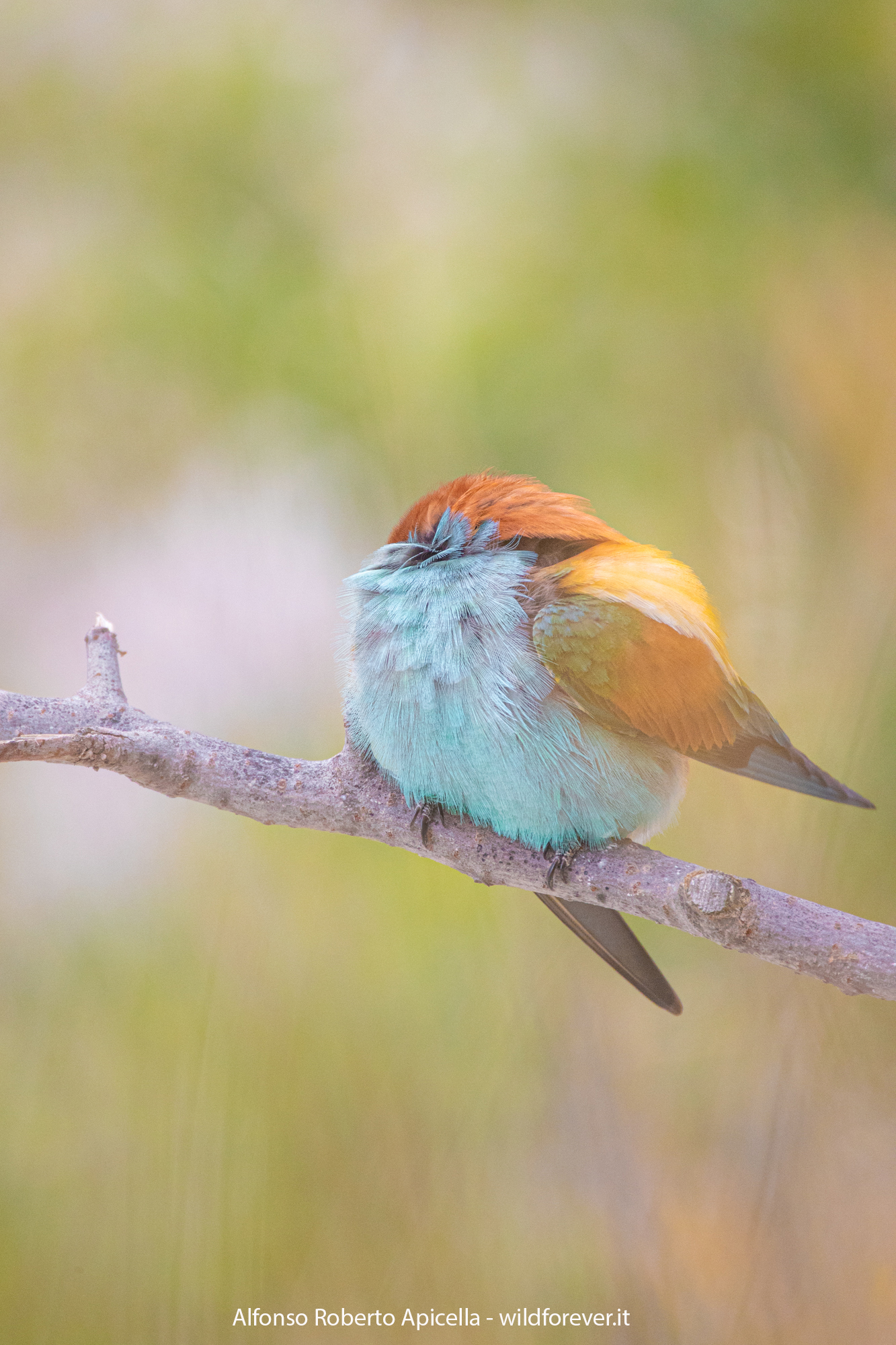 Merops apiaster