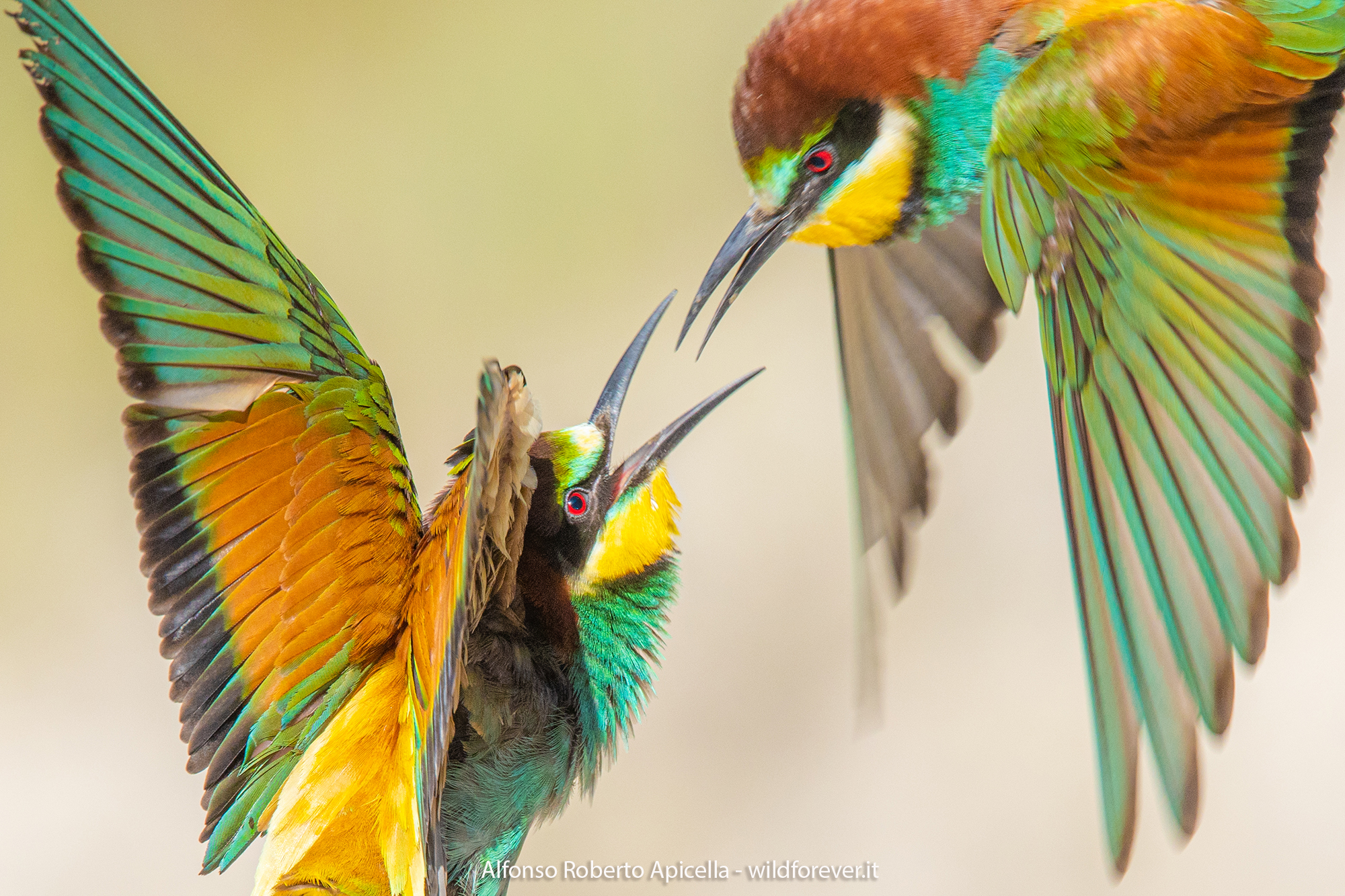 Merops apiaster