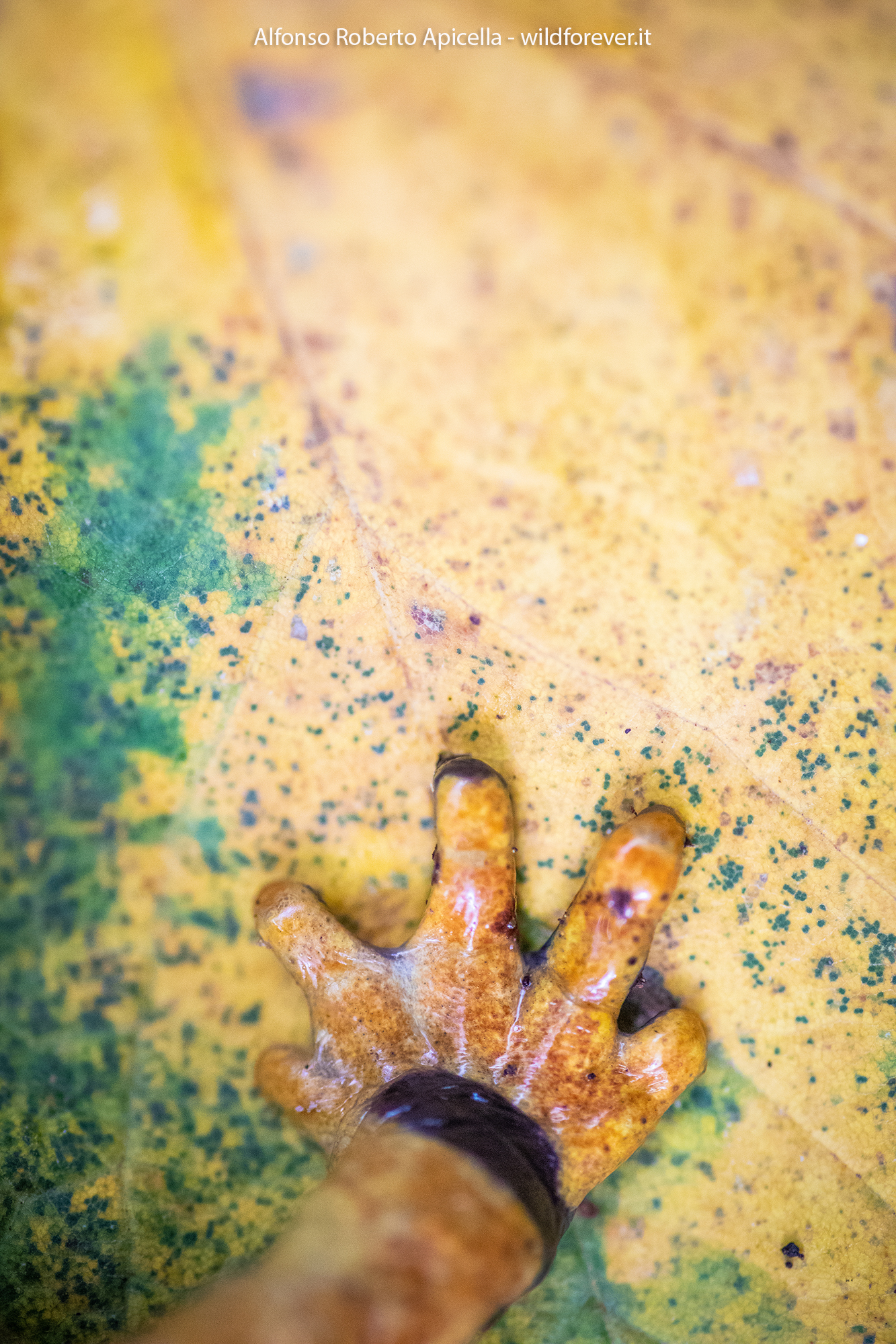 Samandra pezzata - Salerno