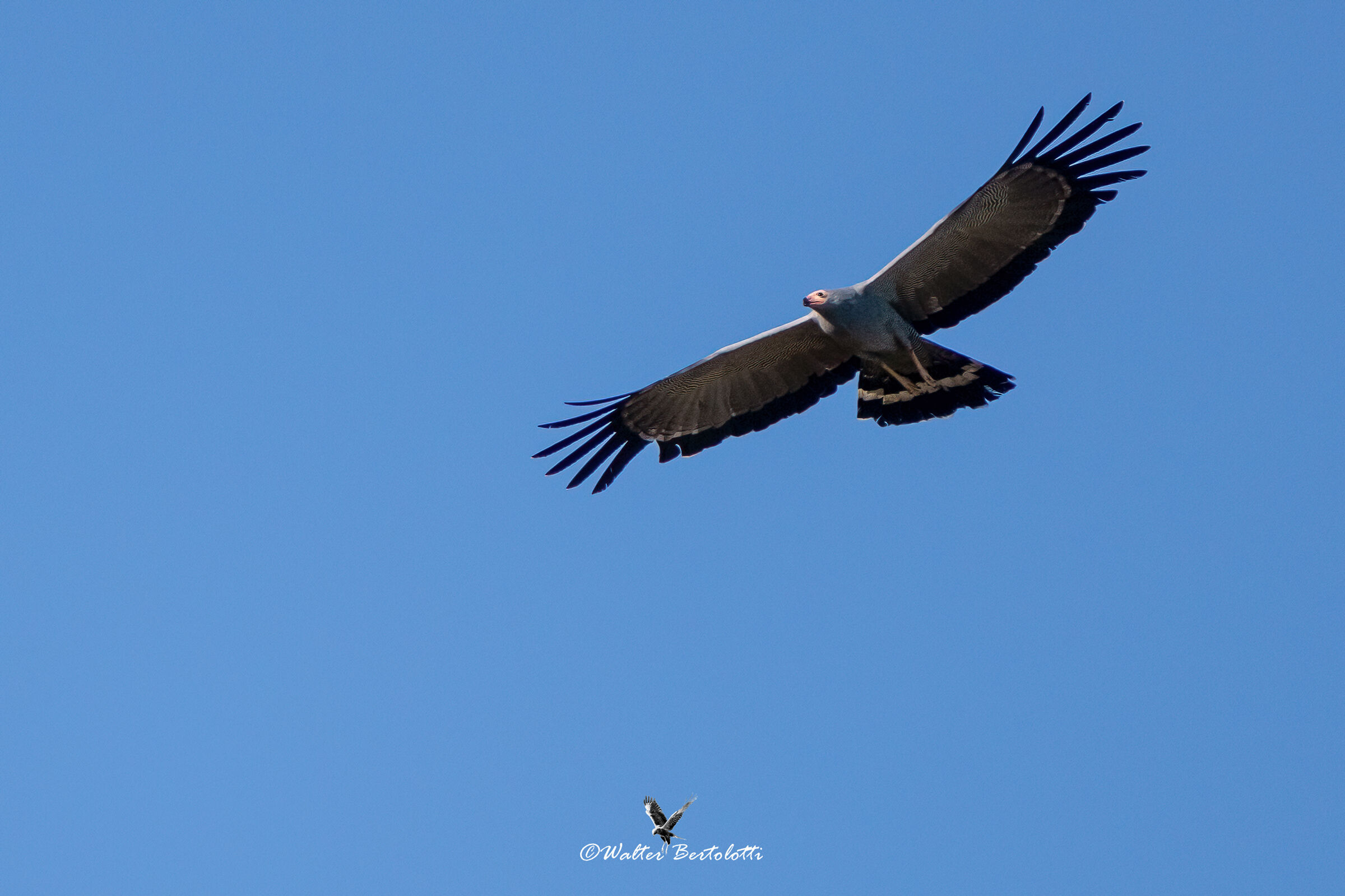sparviero serpentario africano