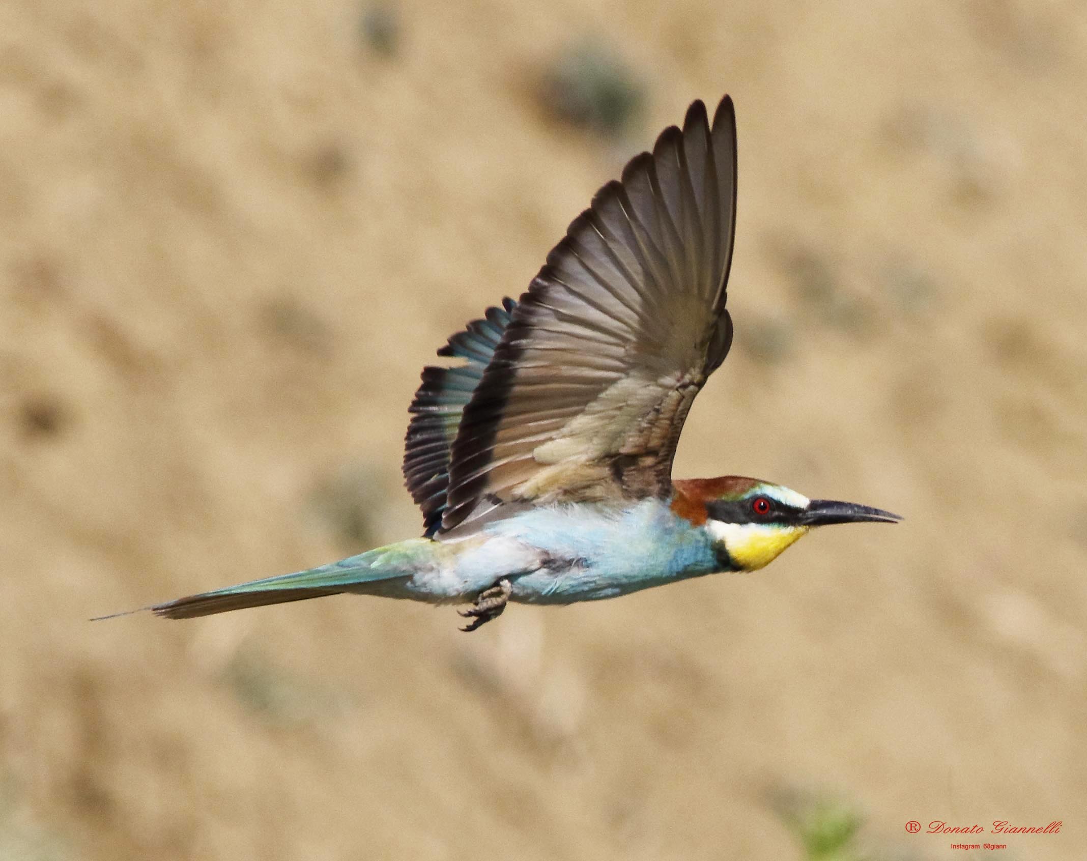 Bee-eater