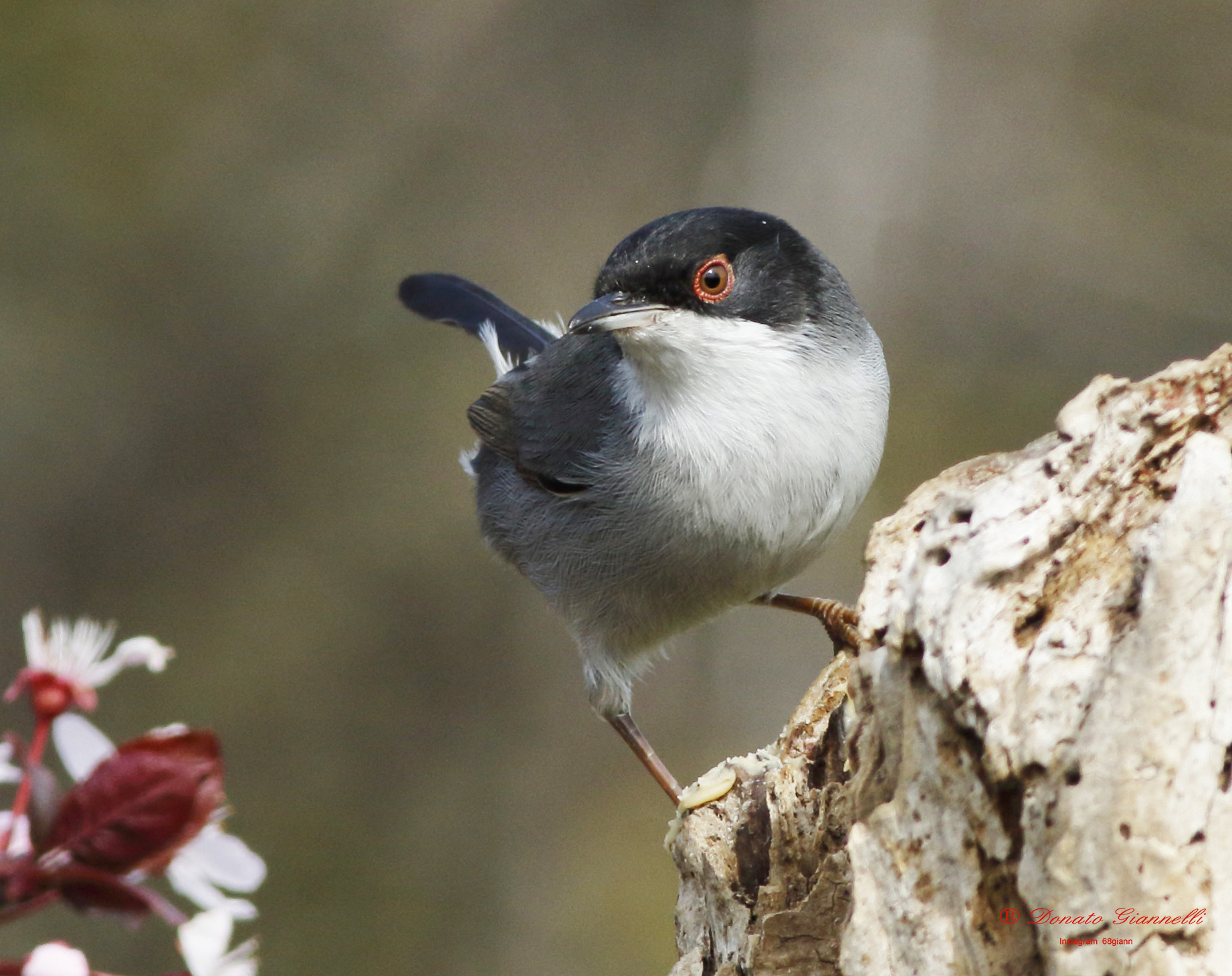 Sardinian warbler