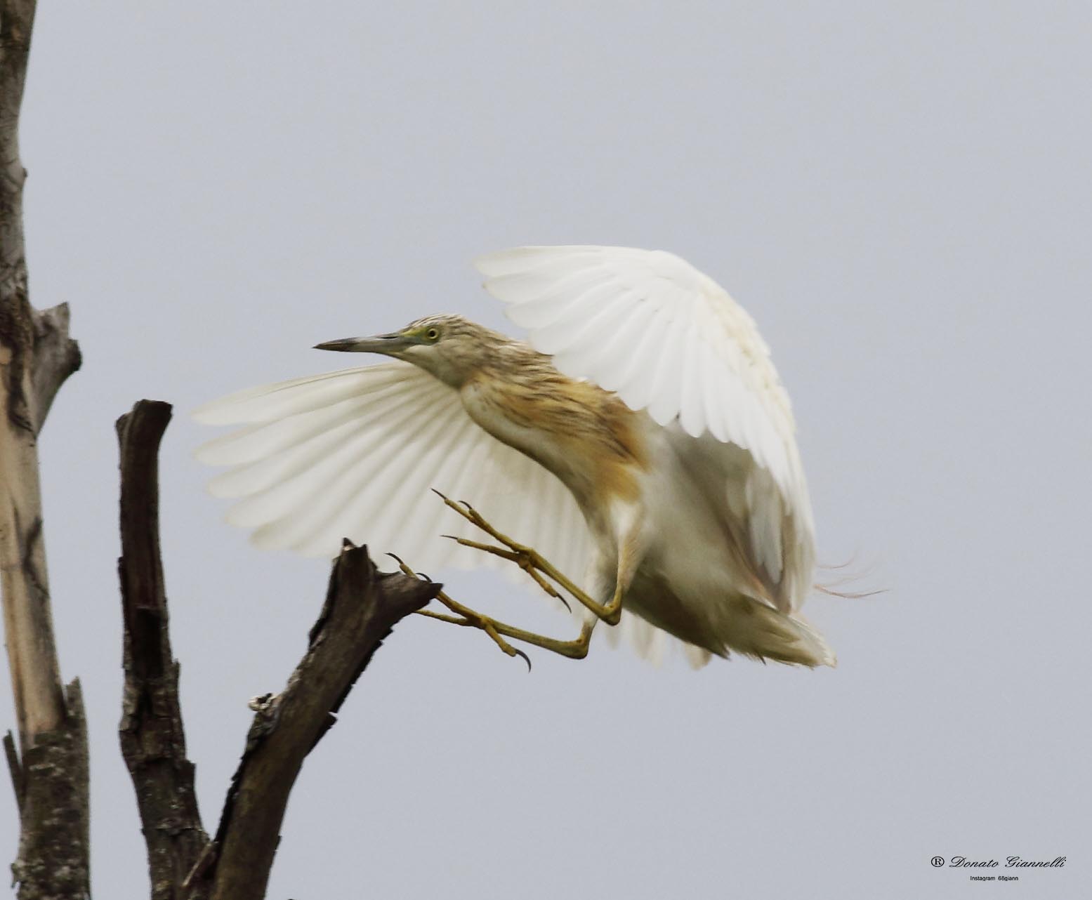 Squacco heron