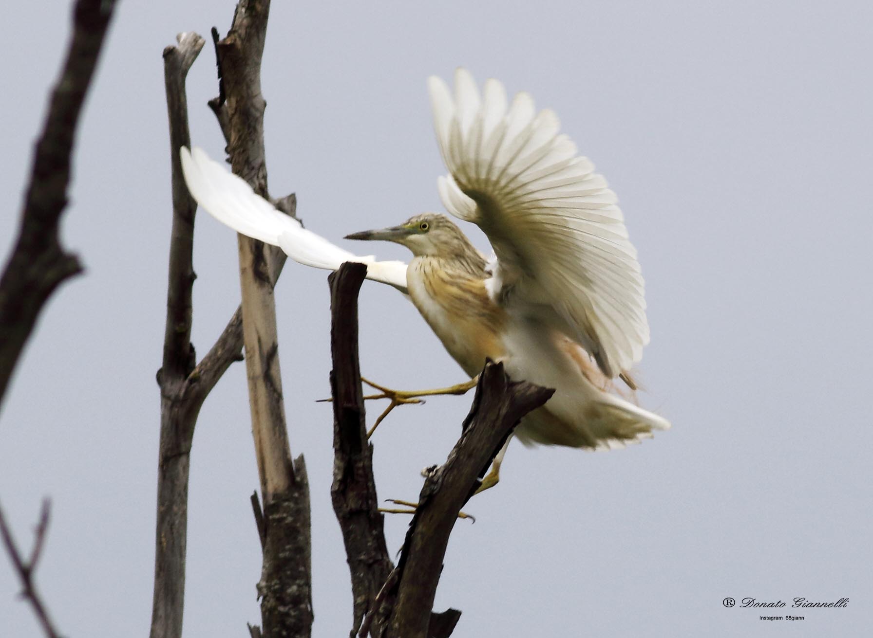 Squacco heron