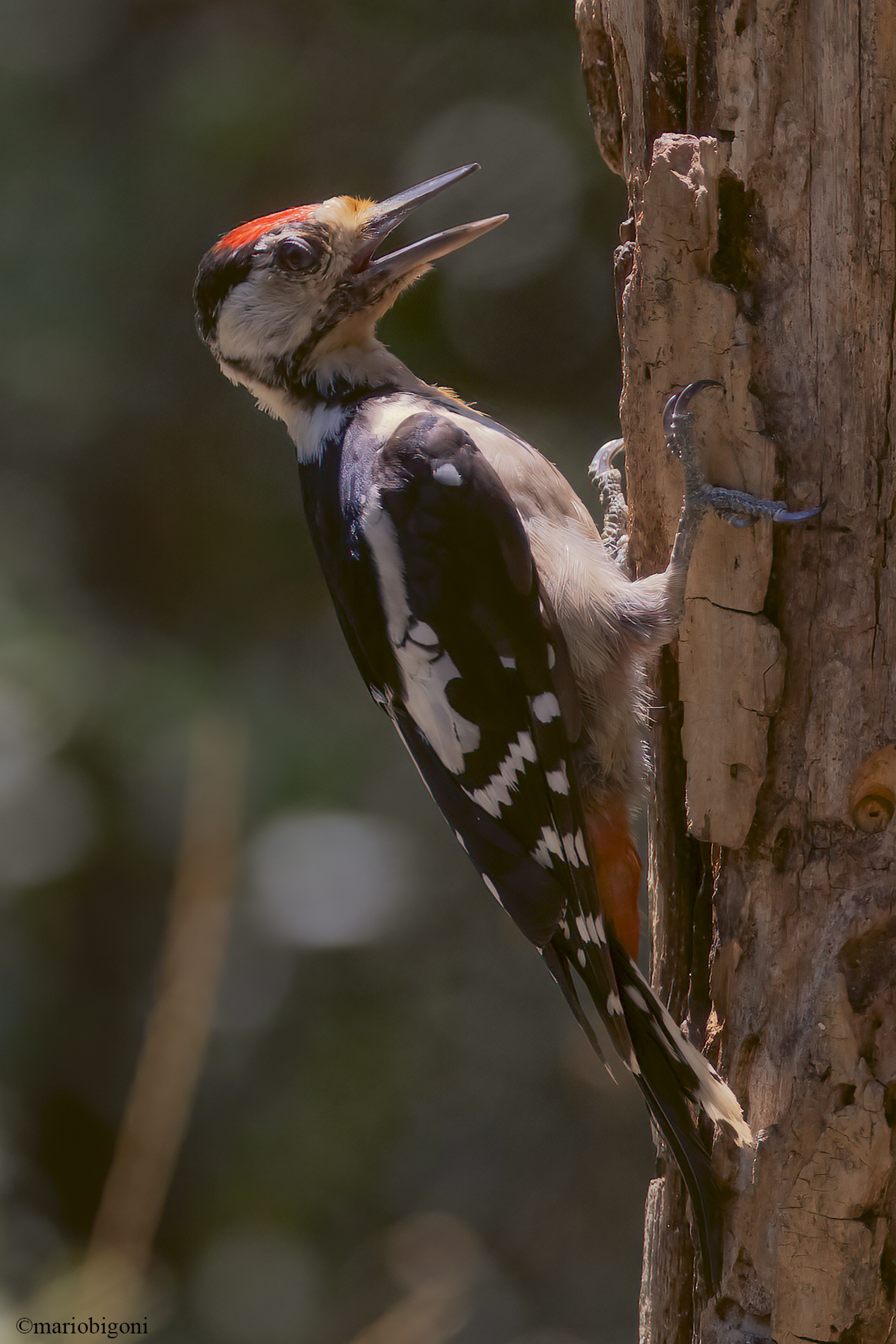 Greater red woodpecker