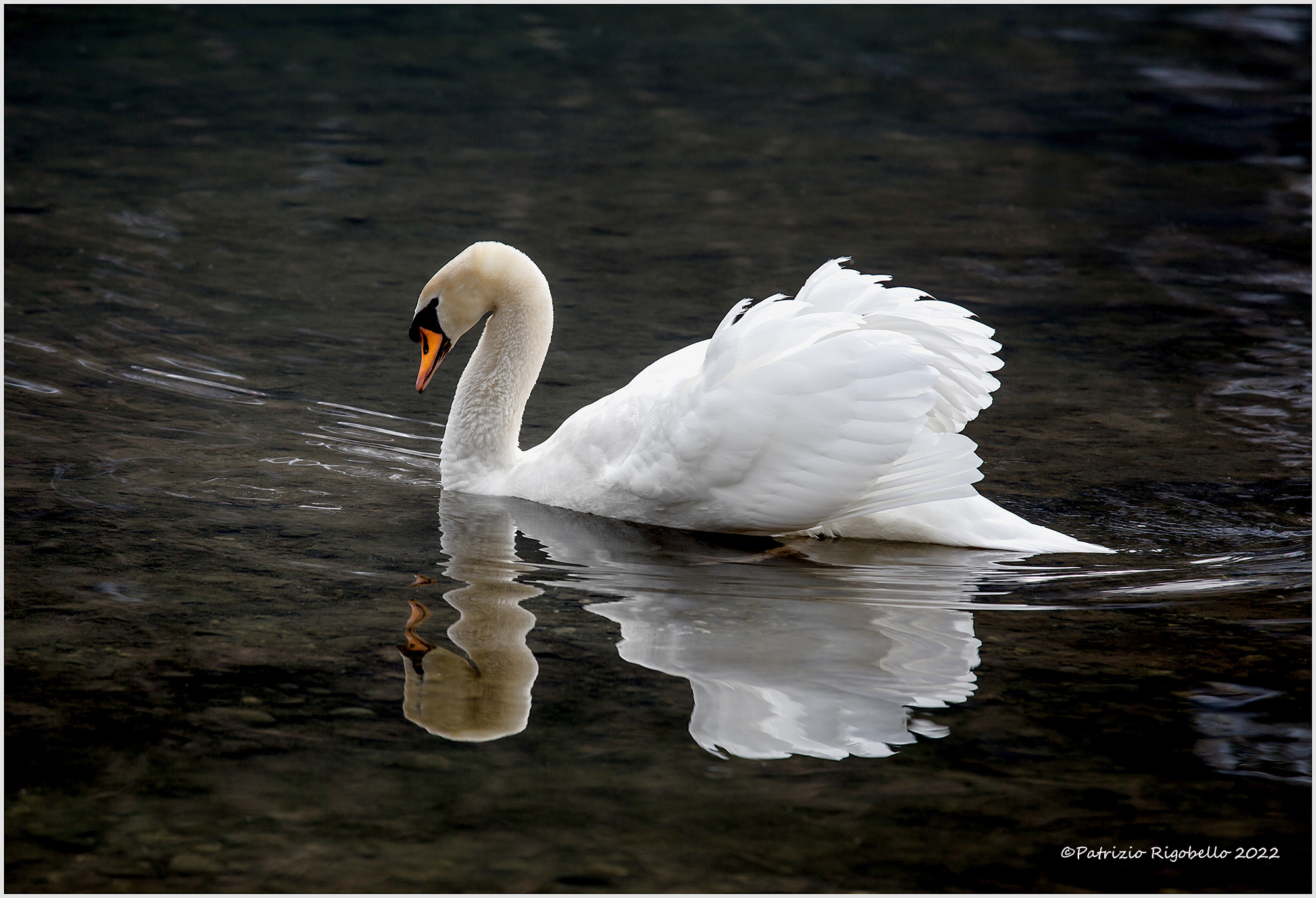 White Swan