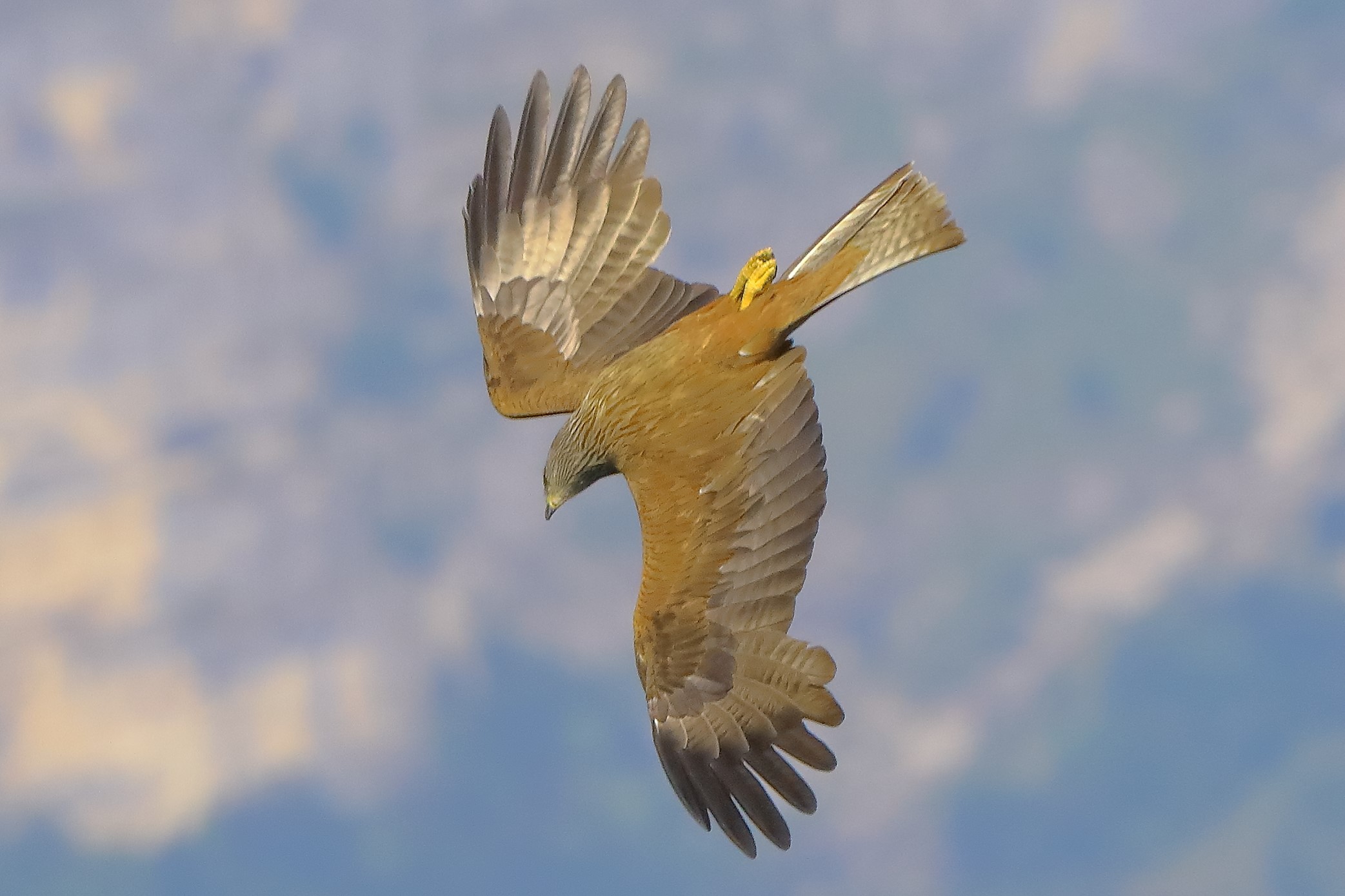 Nibbio bruno giugno 2022