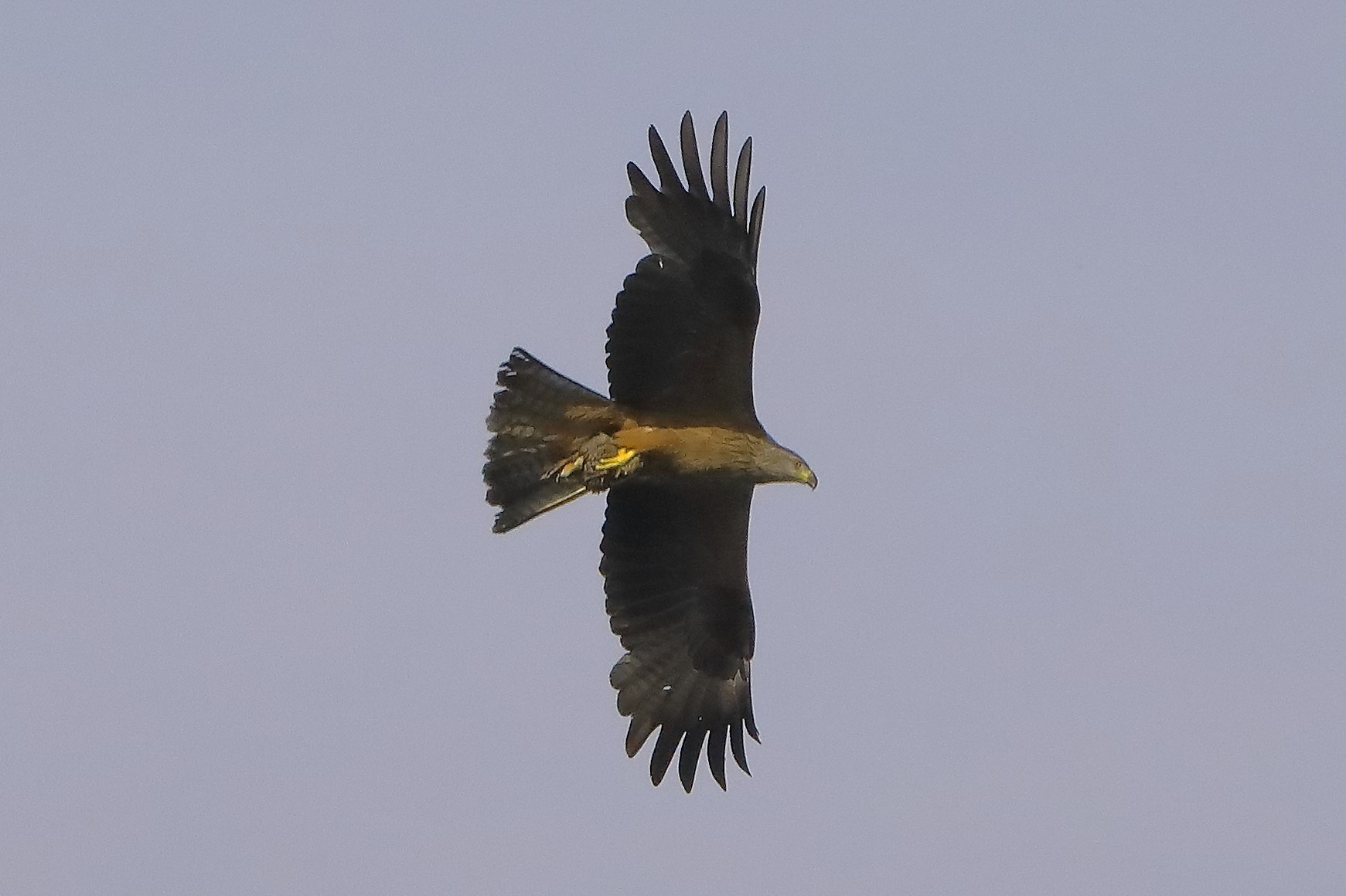 Nibbio bruno 06-06-2022