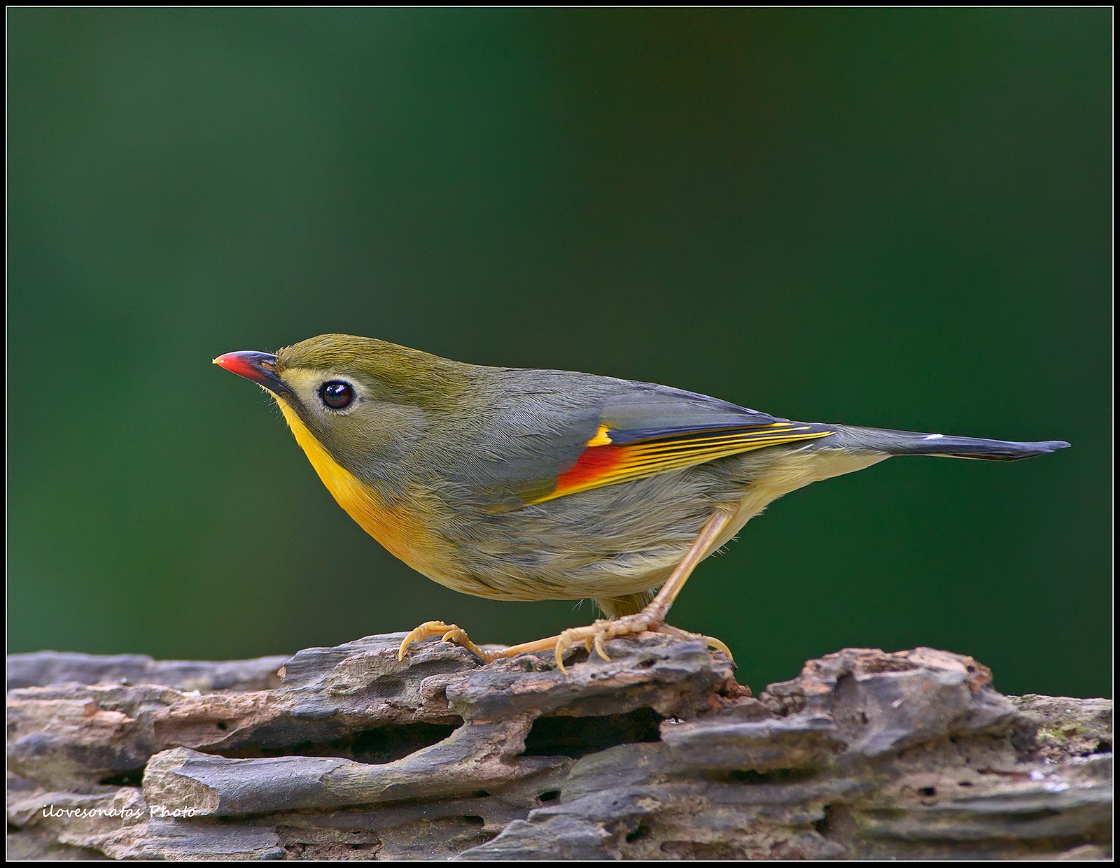 Red-fatturati Leiothrix