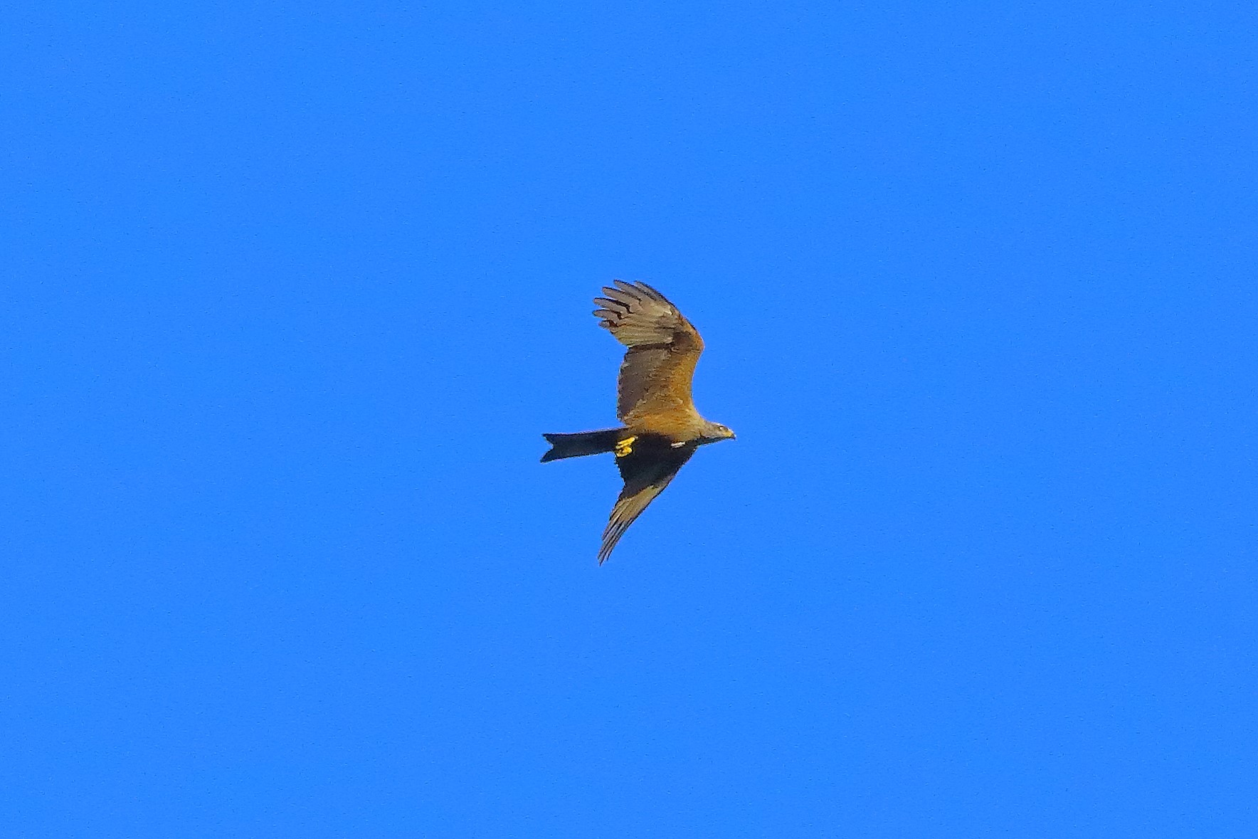 Nibbio bruno 07-06-2022