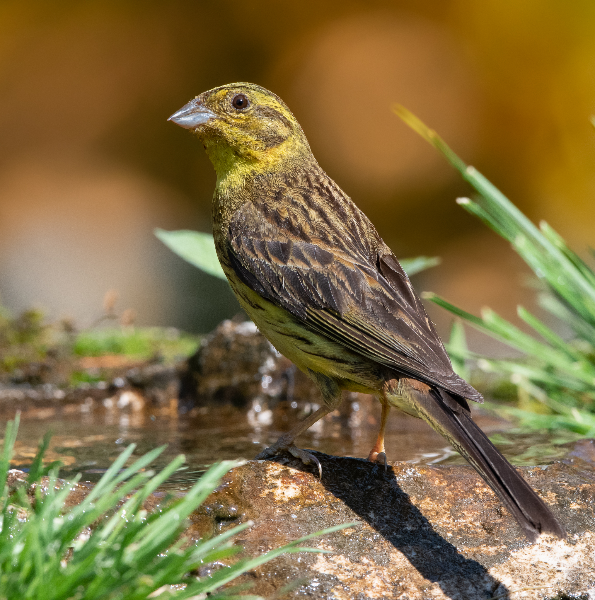 Zigolo giallo in posa